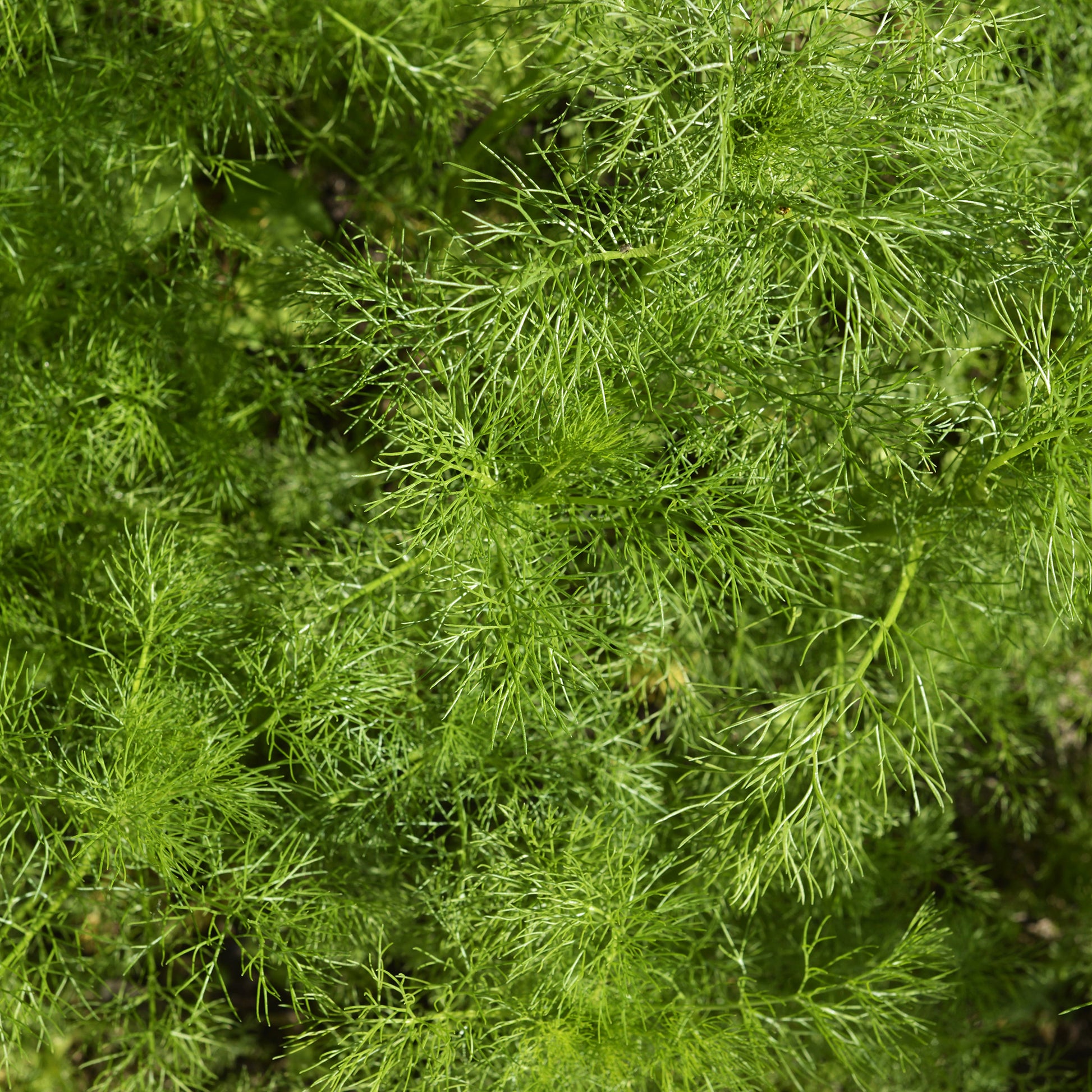 Dill Bouquet Compatto - Anethum graveolens compatto - Bakker