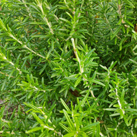 Kräutersamen - Rosmarin - Salvia rosmarinus