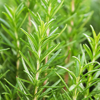 Salvia rosmarinus - Rosmarin - Kräutersamen