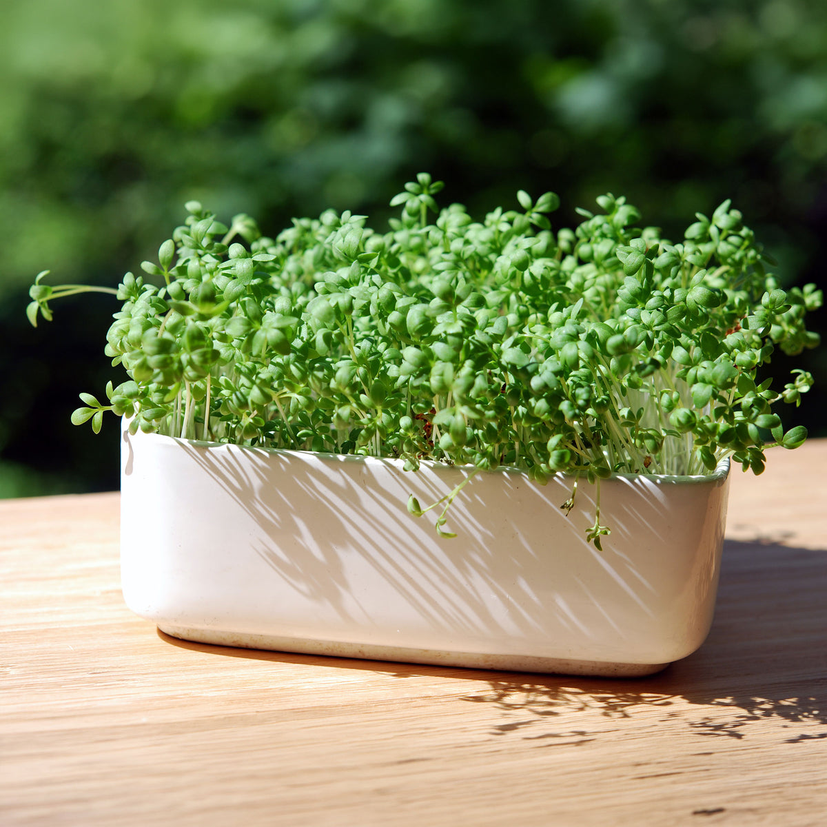 Gartenkresse Bio - Bakker