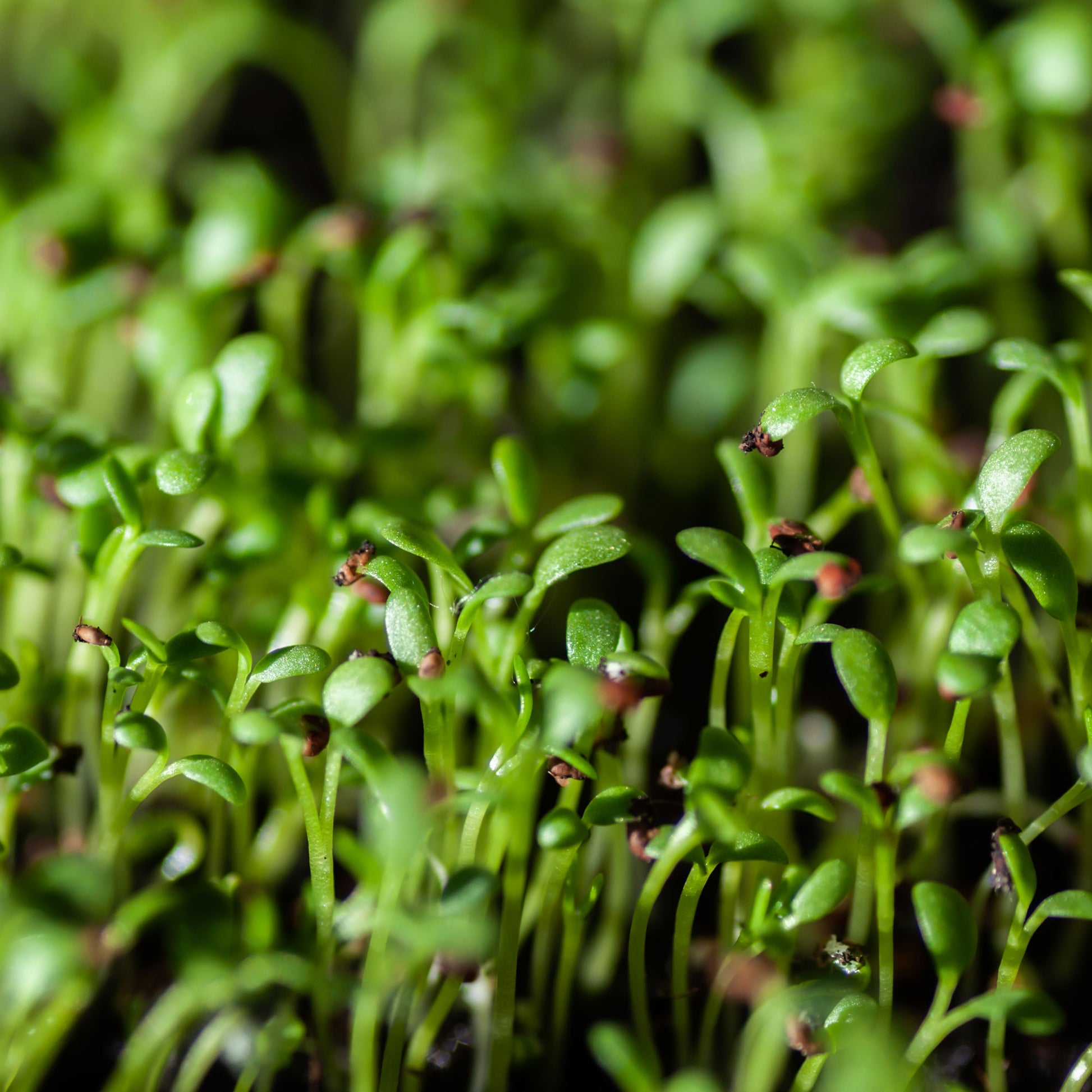 Gartenkresse Bio - Lepidium sativum - Bakker