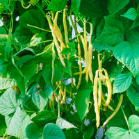 Buschbohne ‘Orinoco Wax’ - Phaseolus vulgaris orinoco wax - Bakker