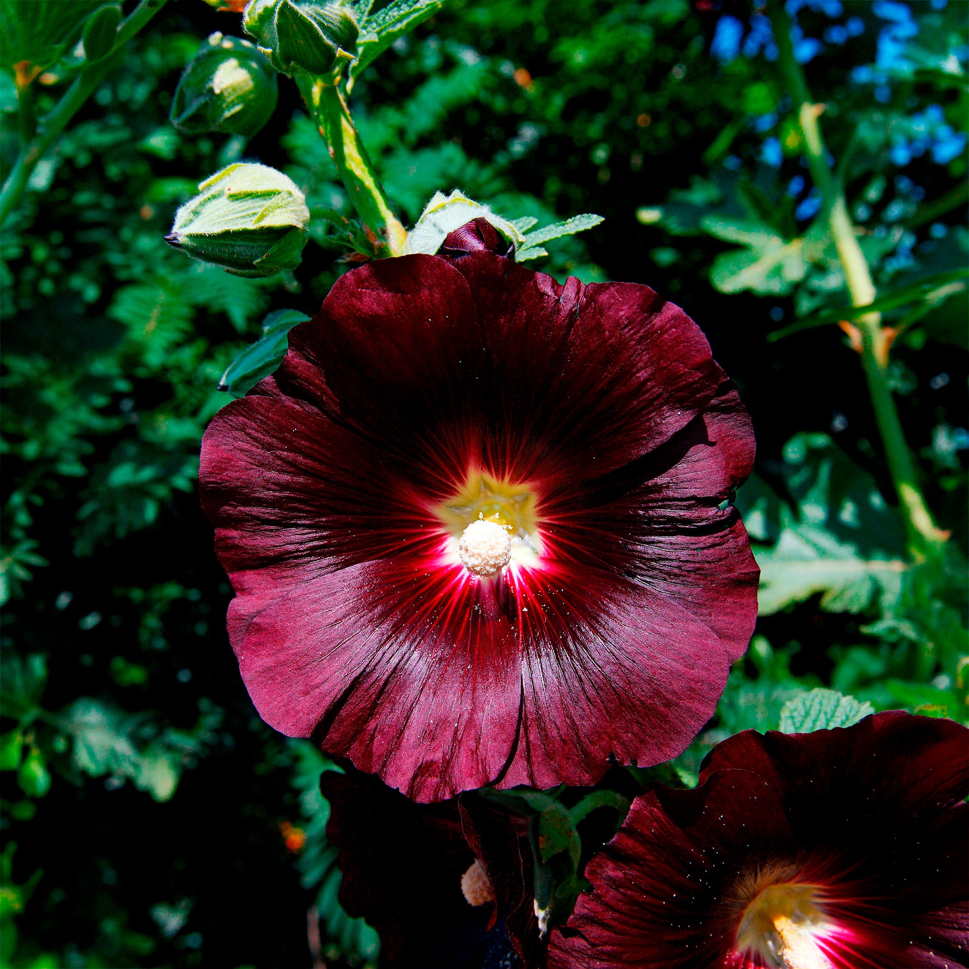 Alcea rosea var. nigra - Stockrose Jet Black - Samen für Blumenbeete und -ränder