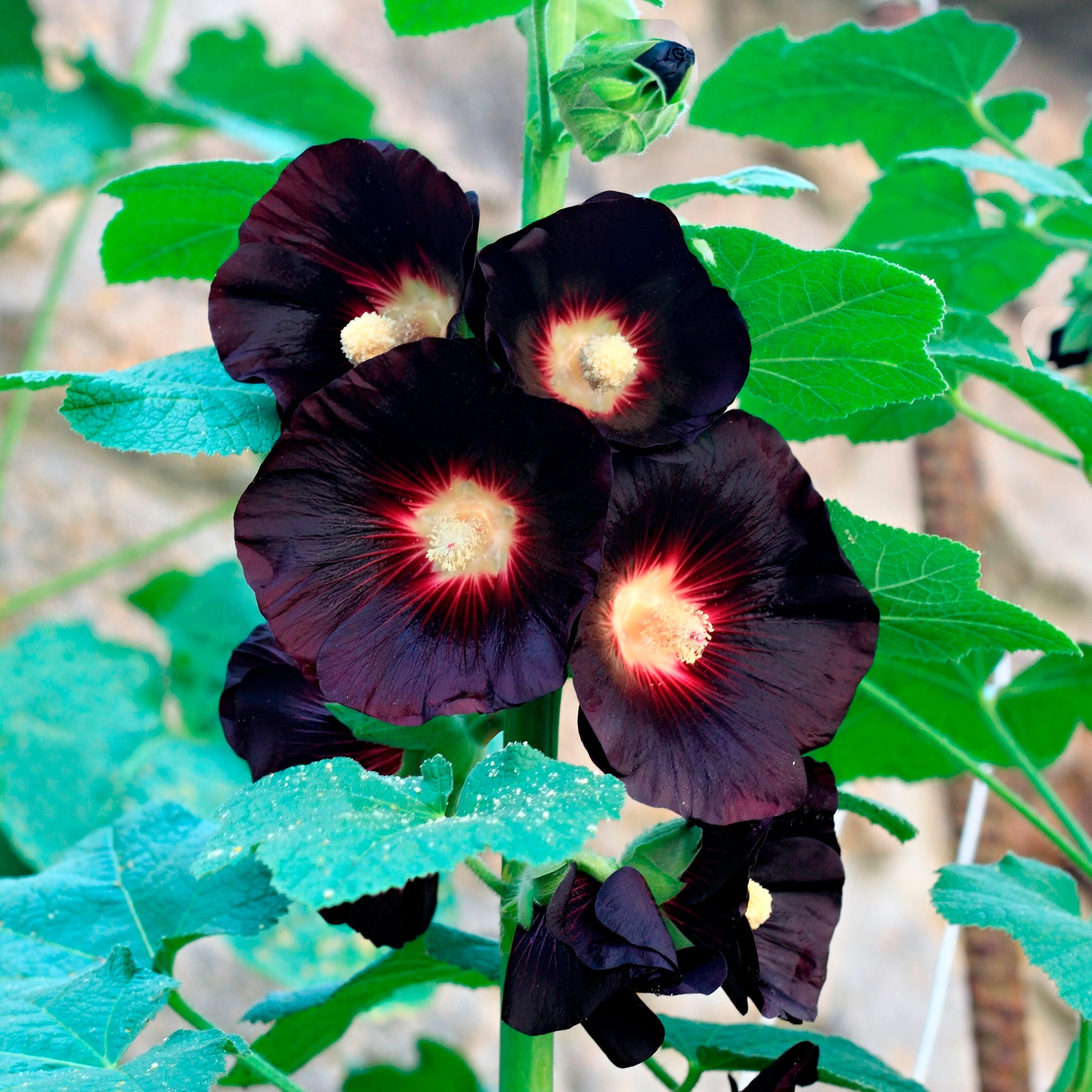 Stockrose Jet Black - Bakker