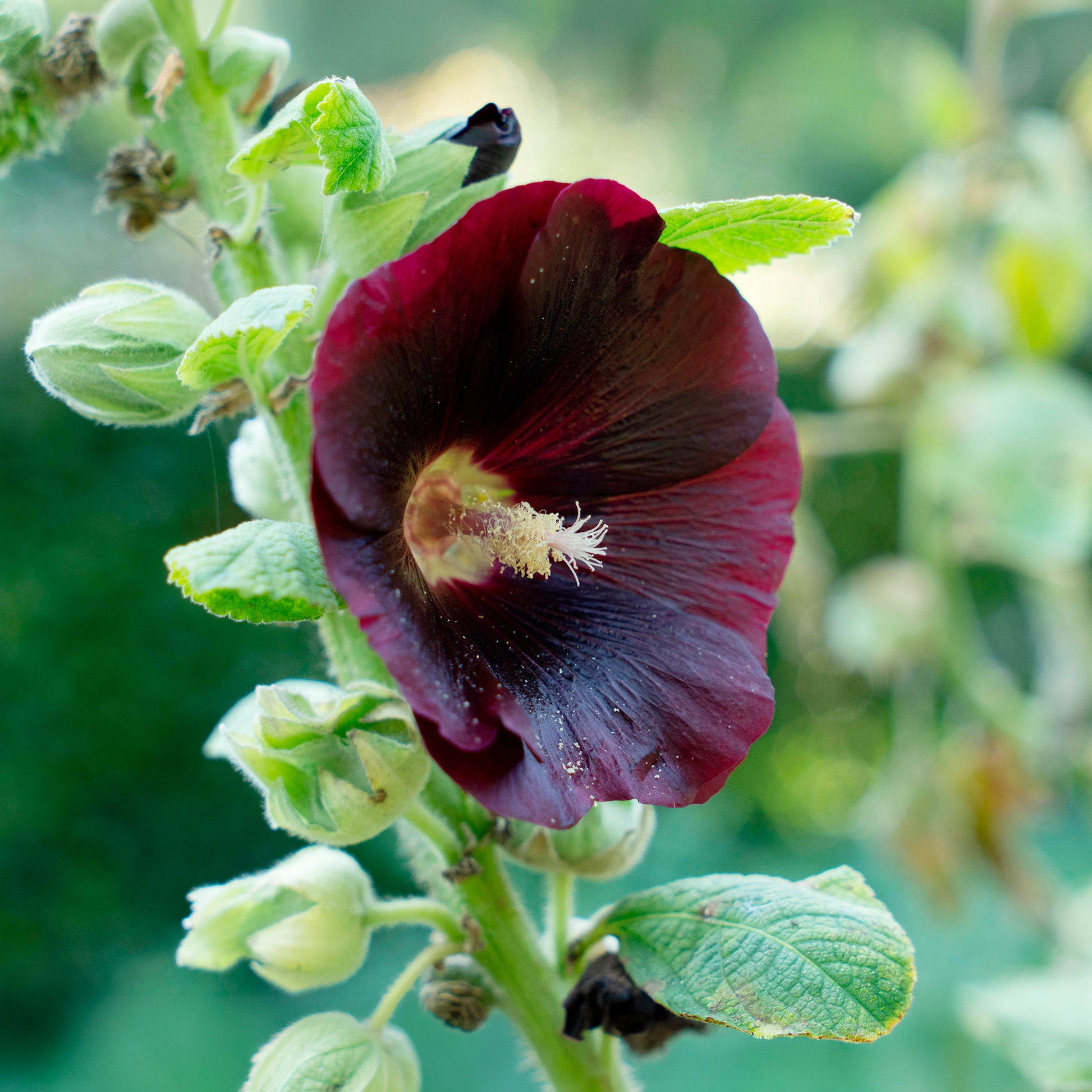 Stockrose Jet Black - Alcea rosea var. nigra - Bakker