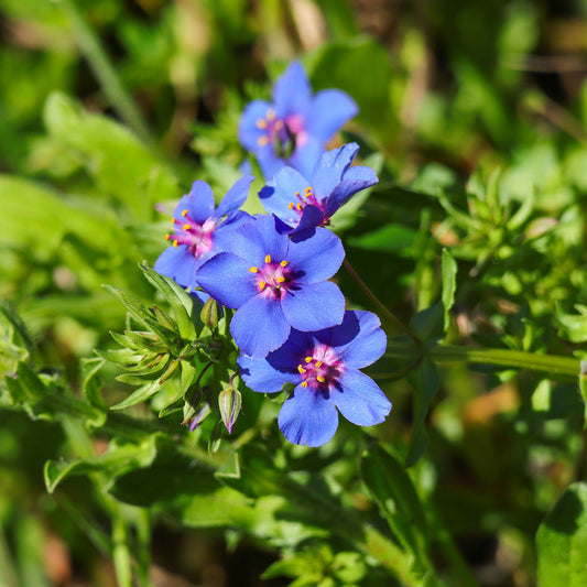 Blauer Gauchheil ‘Blue Moon’ - Bakker