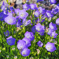 Blaue Karpaten-Glockenblume - Campanula carpatica - Bakker