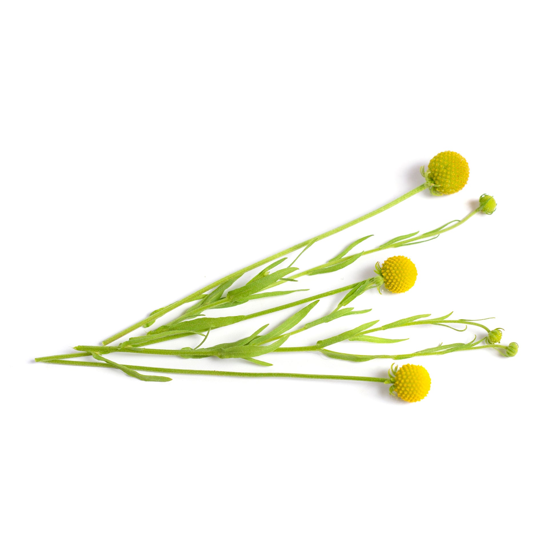 Ananasblume - Cephalophora aromatica - Bakker