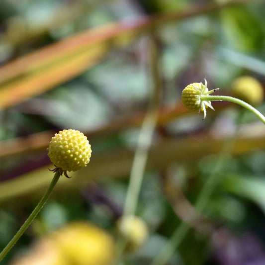 Ananasblume - Bakker