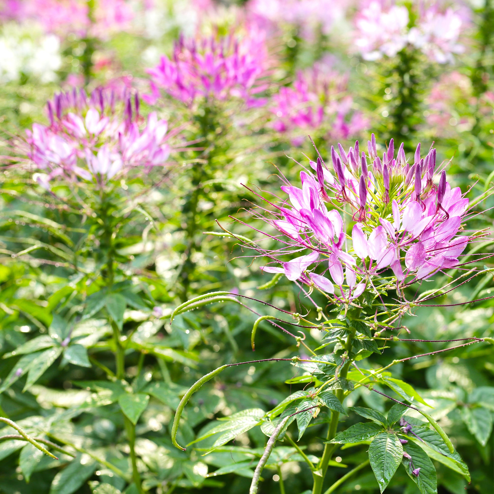 Dornige Cleome Rose Beauty - Cleome spinosa rose beauty - Bakker