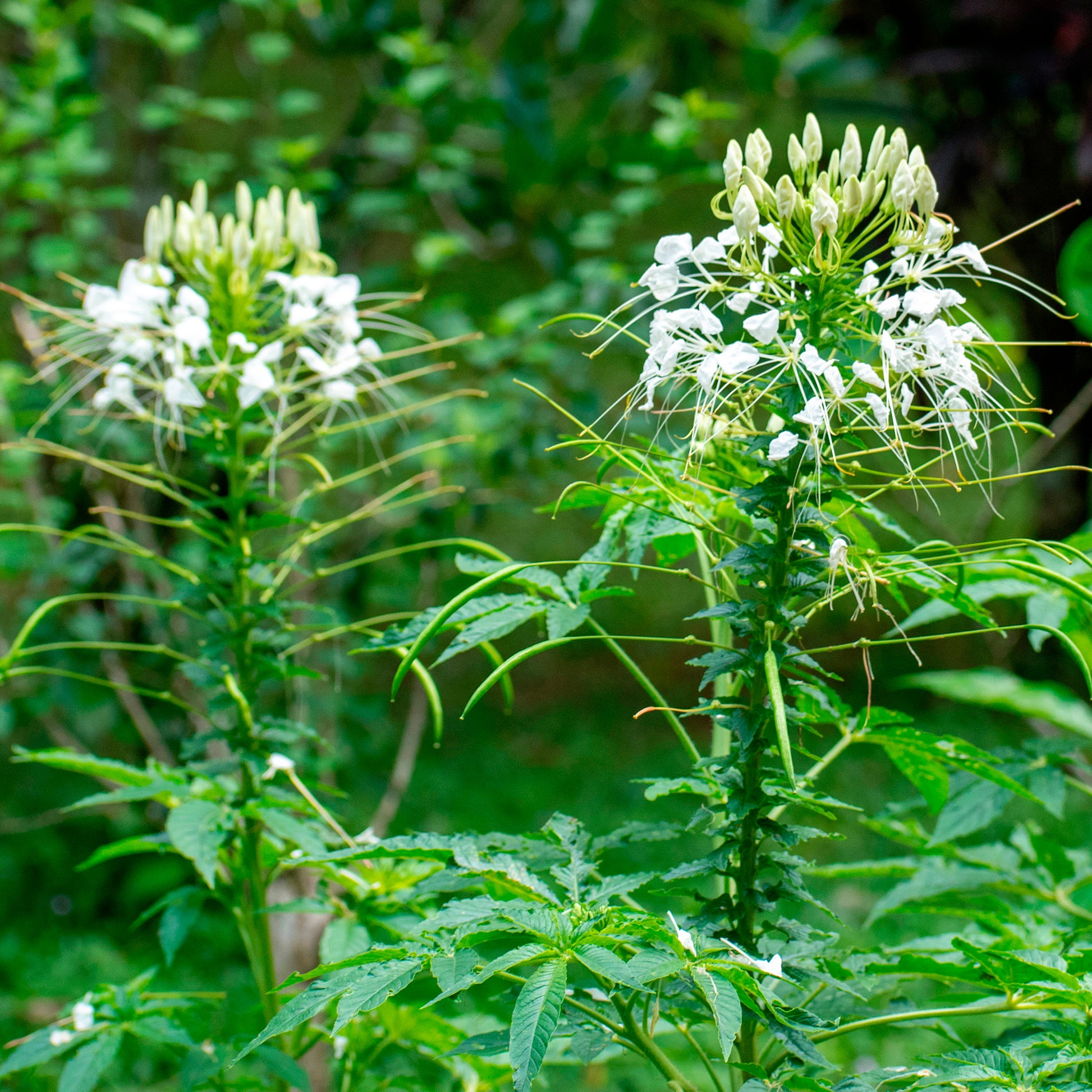 Dornige Cleome White Queen - Cleome spinosa white queen - Bakker