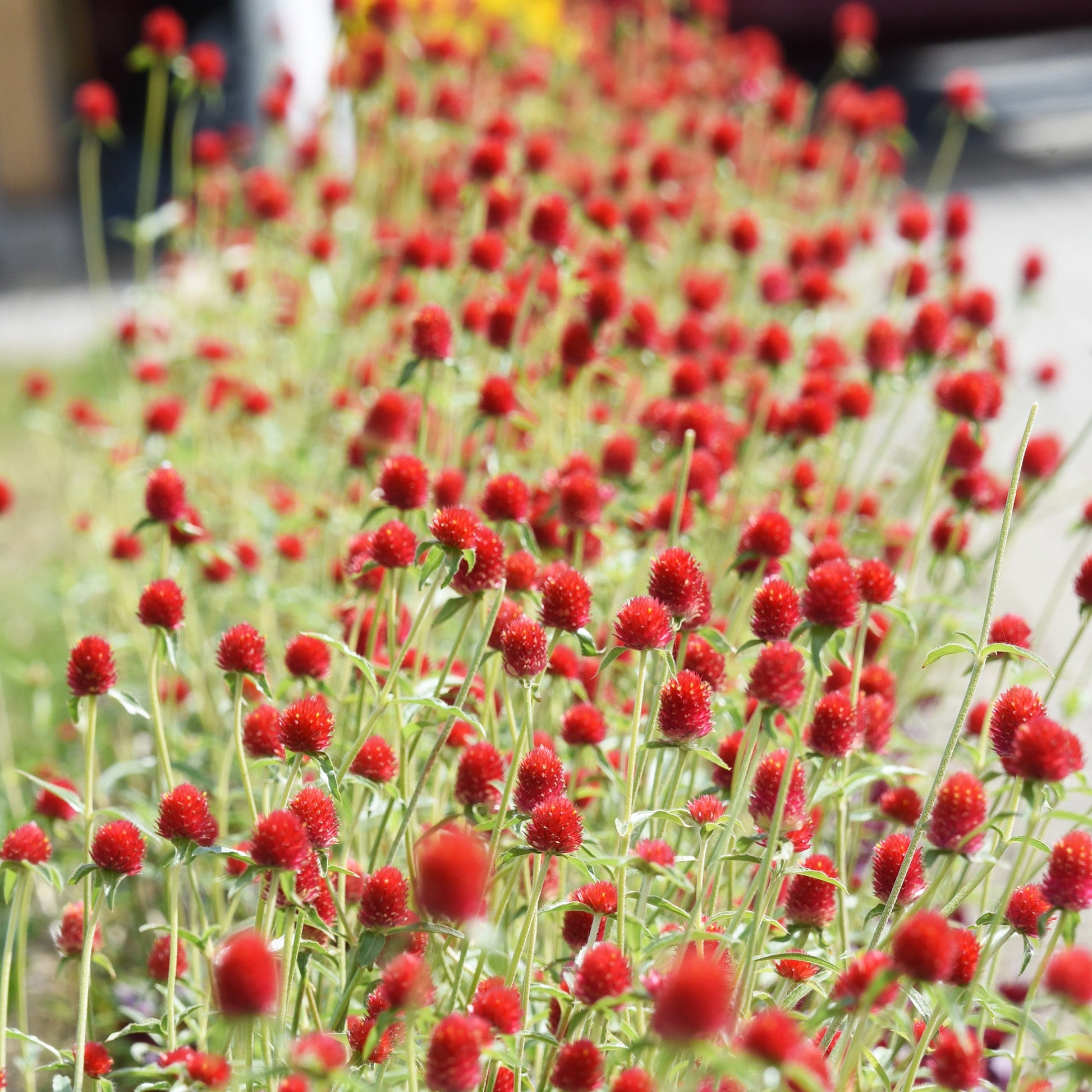 Gomphrena haageana Strawberry Fields - Kugelamarant Strawberry Fields - Samen für einjährige Blumen