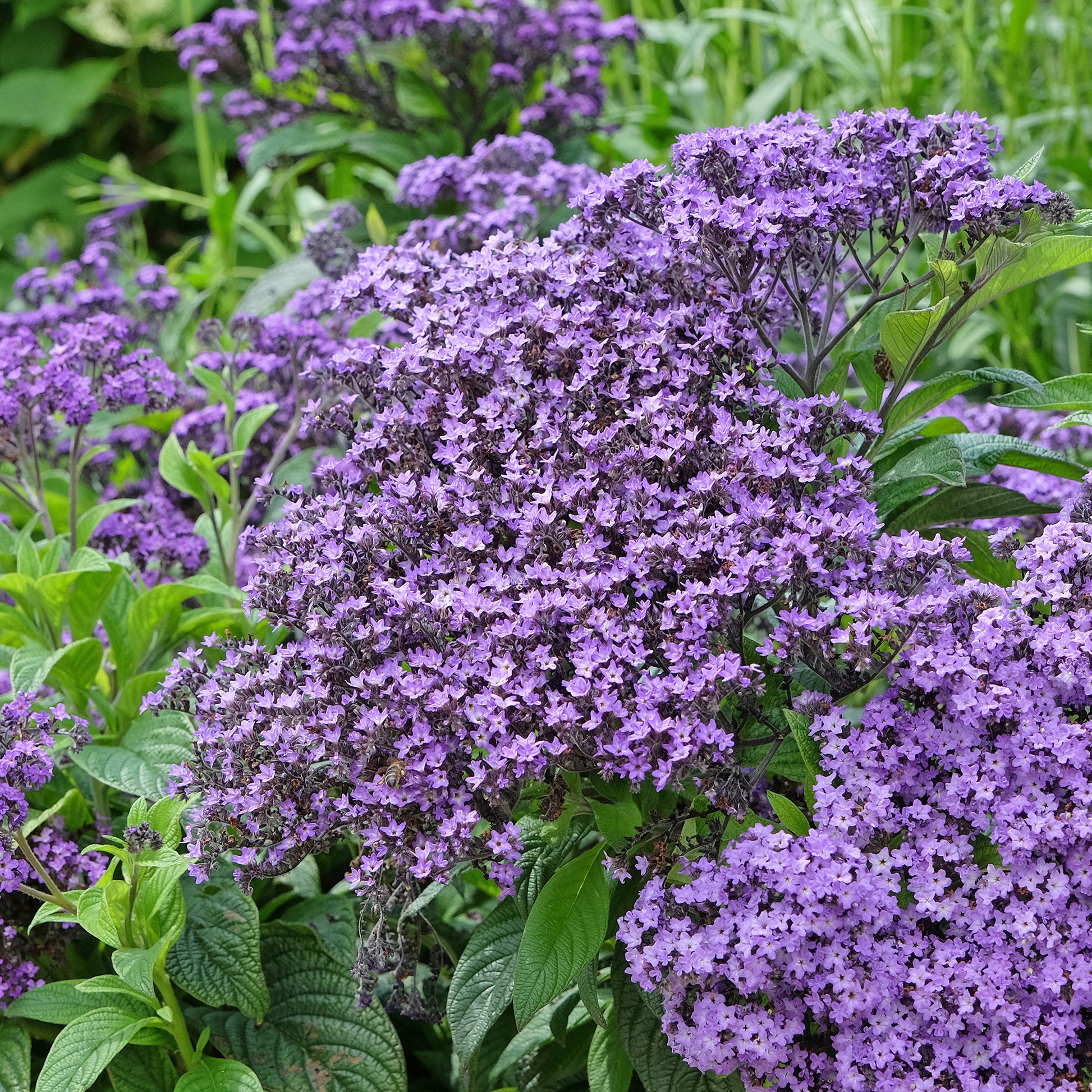 Blumensamen - Peruanischer Heliotrop Marine - Heliotropium arborescens