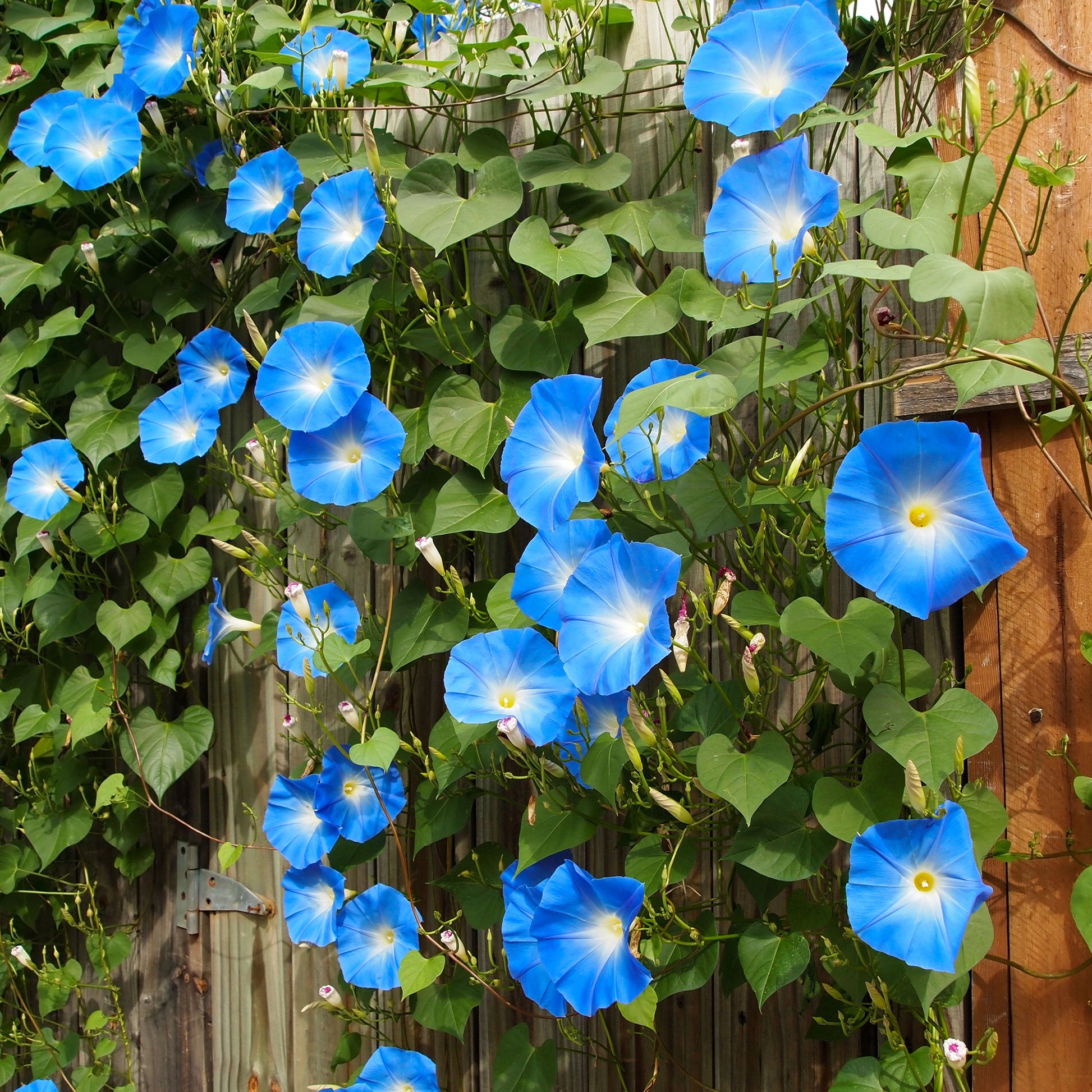 Blaue Prunkwinde Heavenly Blue - Ipomoea tricolor heavenly blue - Bakker