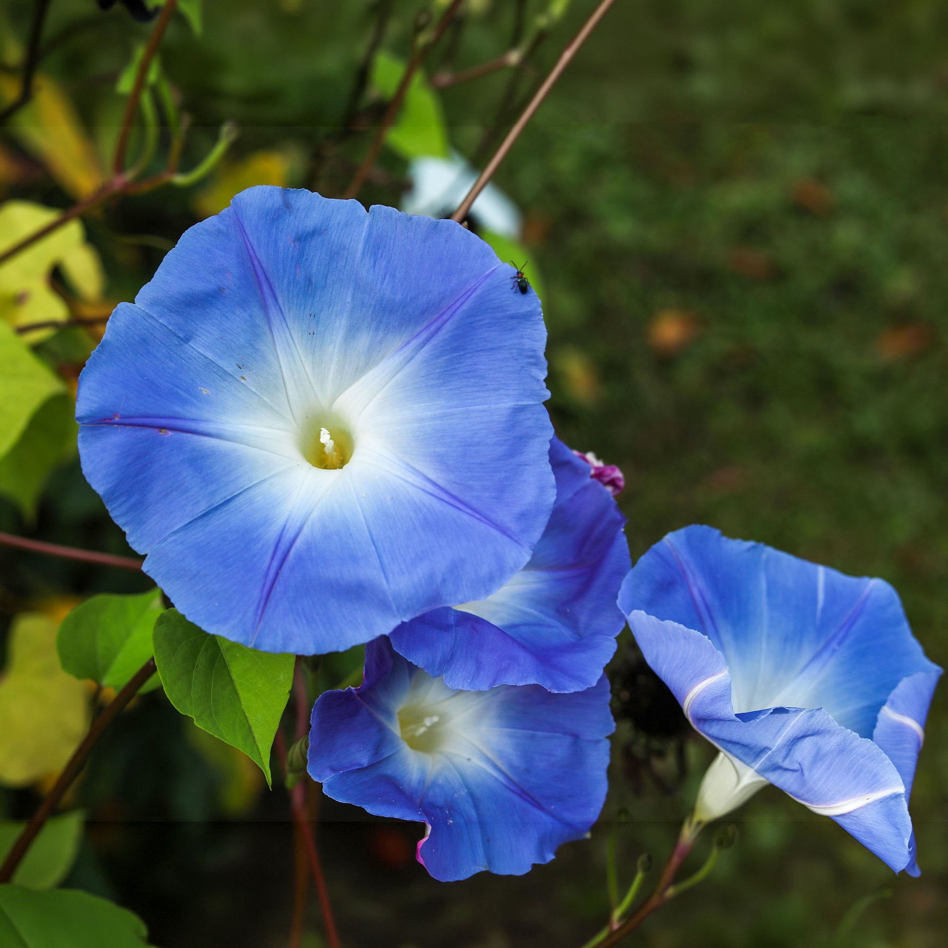 Ipomoea tricolor heavenly blue - Blaue Prunkwinde Heavenly Blue - Samen für einjährige Blumen