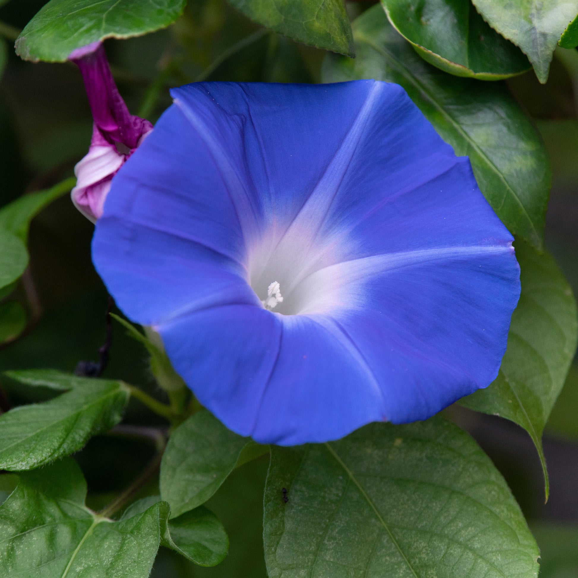 Samen für einjährige Blumen - Blaue Prunkwinde Heavenly Blue - Ipomoea tricolor heavenly blue