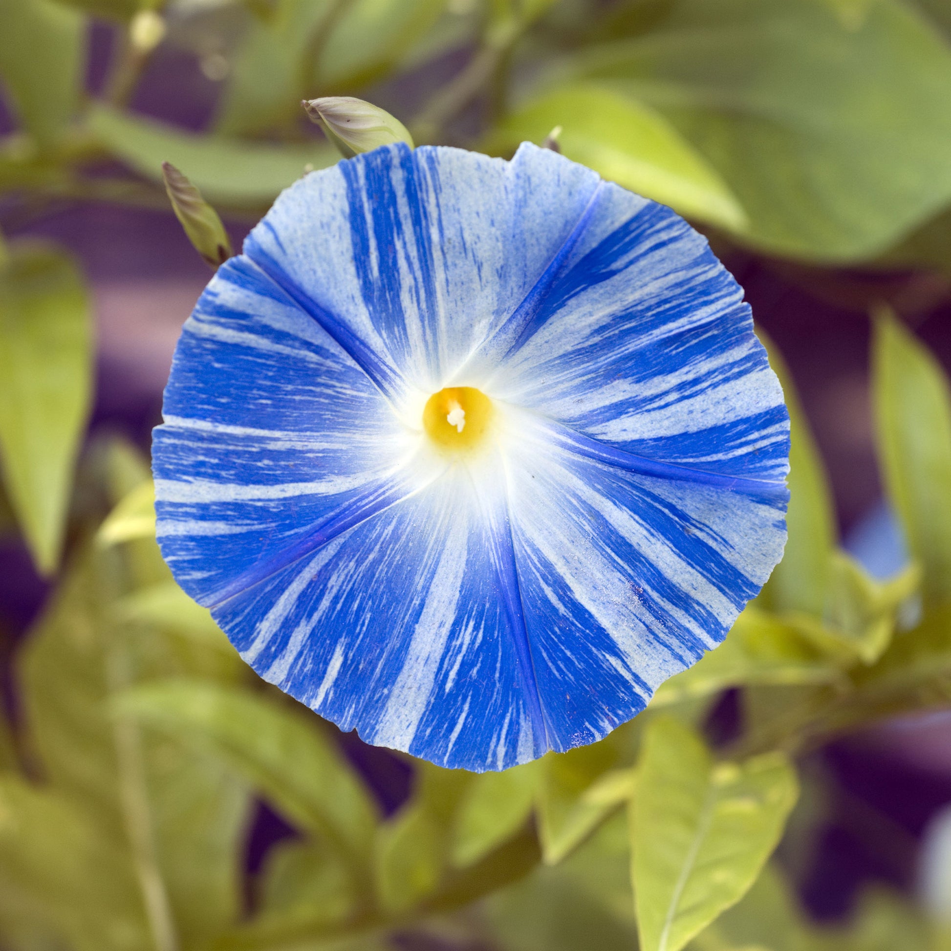 Prunkwinde Flying Saucer - Bakker
