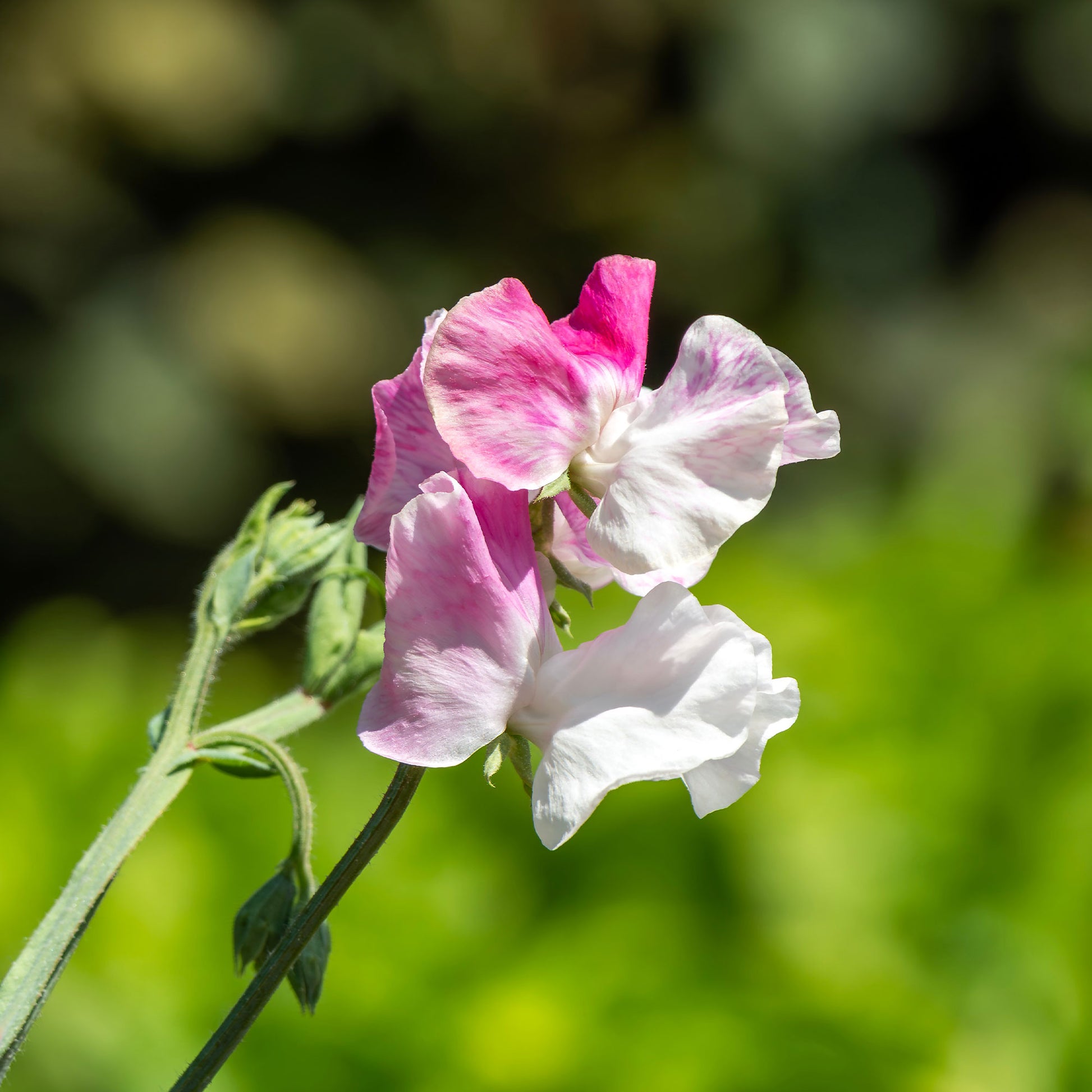 Lathyrus odoratus grandiflorus painted lady 1937 - Duftwicke ‘Painted Lady 1937’ - Samen für einjährige Blumen