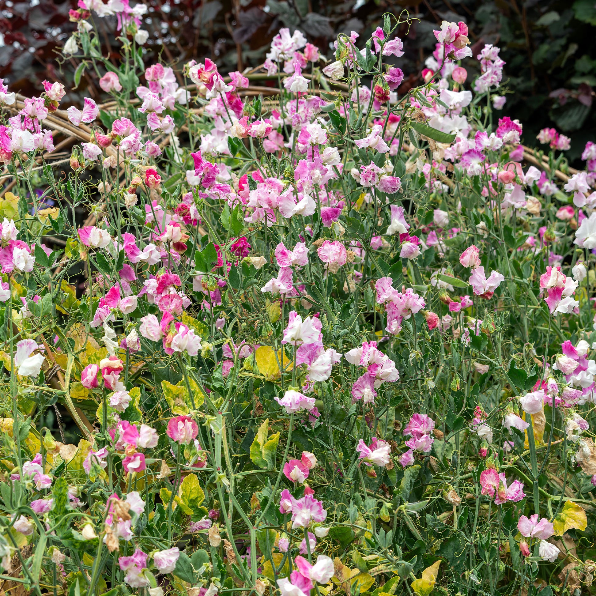 Duftwicke ‘Painted Lady 1937’ - Lathyrus odoratus grandiflorus painted lady 1937 - Bakker