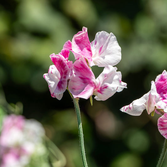 Duftwicke ‘Painted Lady 1937’ - Bakker