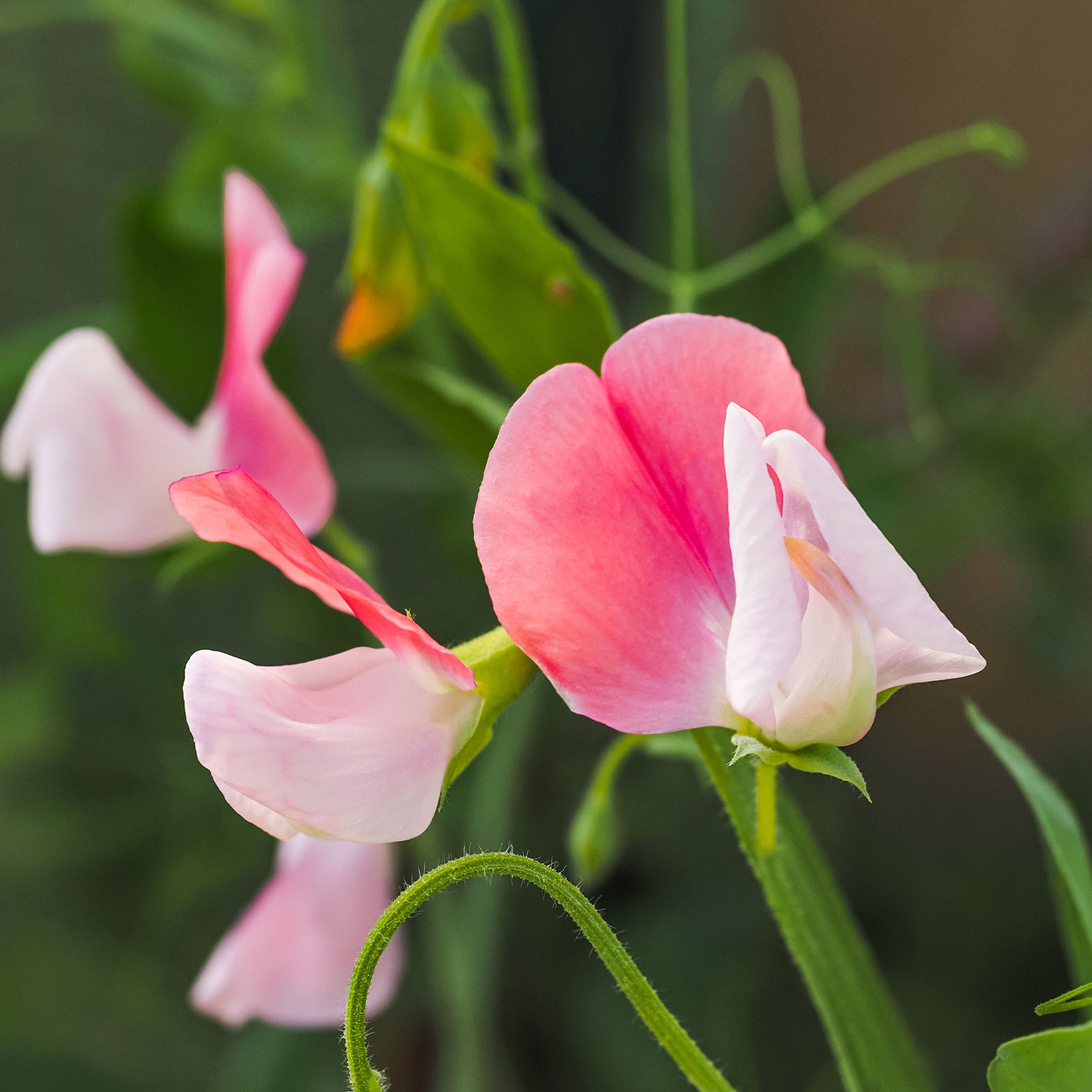 Samen für einjährige Blumen - Duftwicke ‘Painted Lady 1937’ - Lathyrus odoratus grandiflorus painted lady 1937
