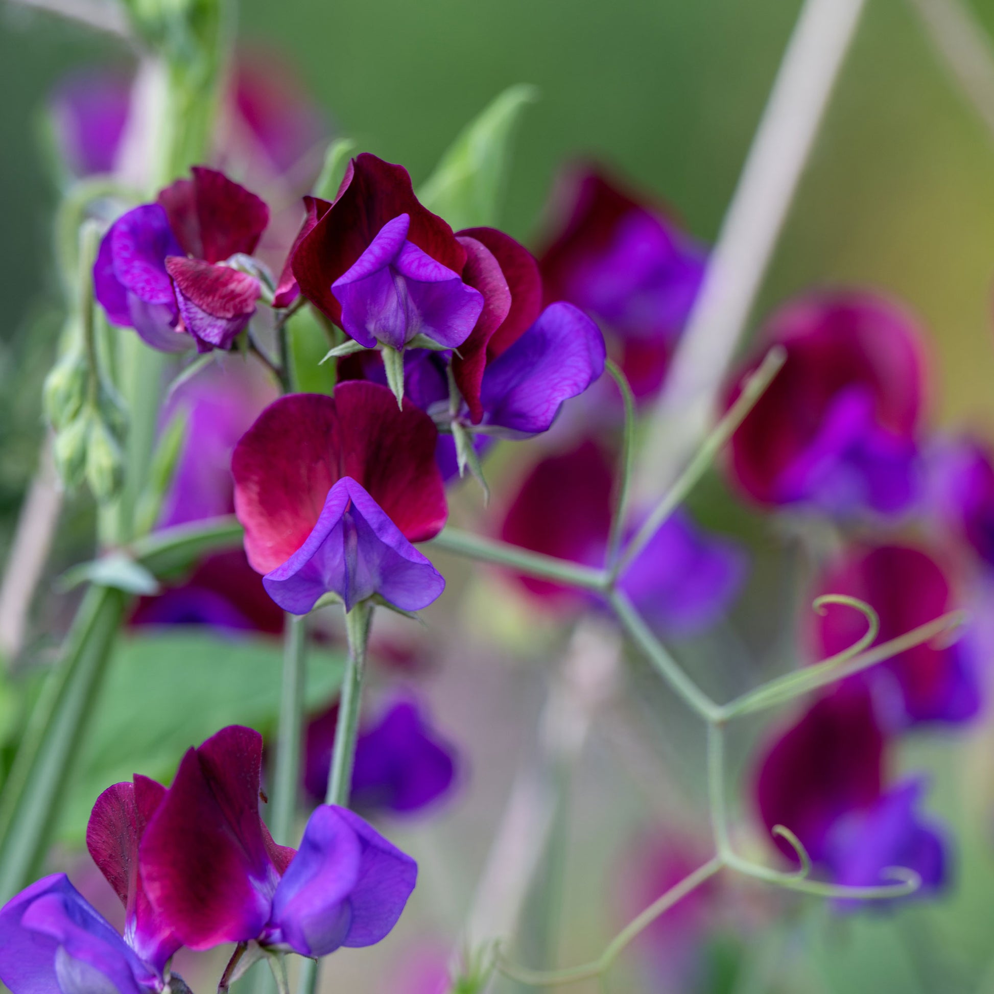 Duftwicke ‘Cupani’s Original 1699’ - Lathyrus odoratus grandiflorus cupani's original 1699 - Bakker