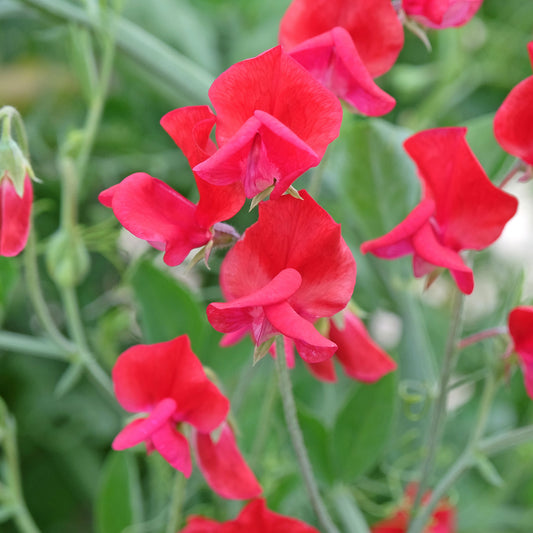 Duftwicke ‘King Edward VII’ - Bakker