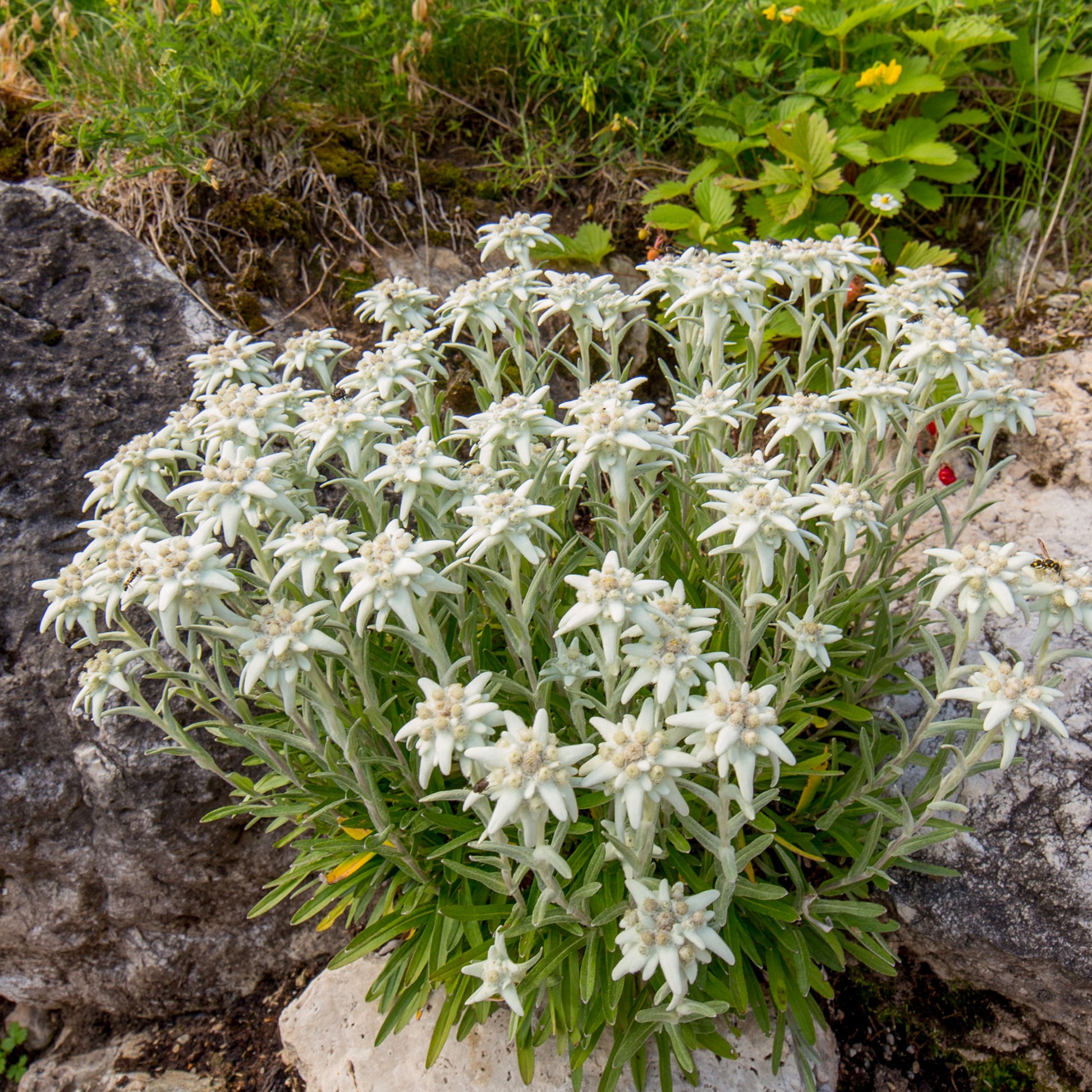 Edelweiß - Leontopodium alpinum - Bakker
