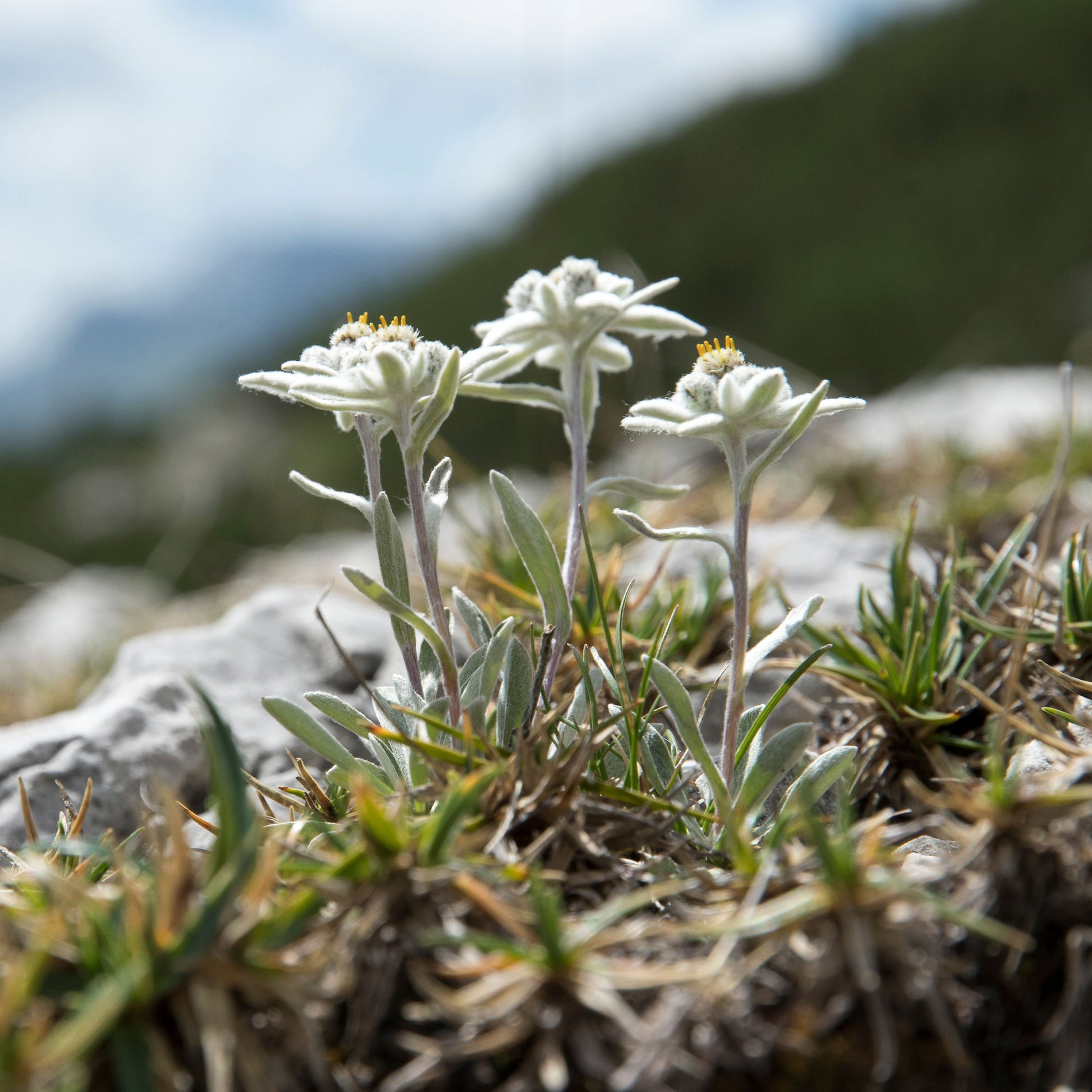 Leontopodium alpinum - Edelweiß - Samen für Blumenbeete und -ränder