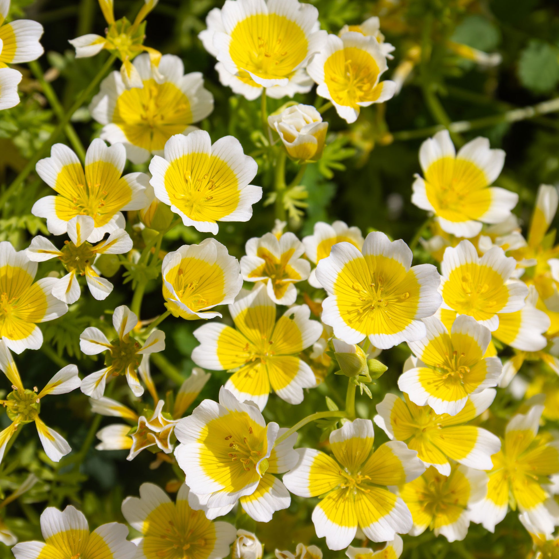 Douglas-Sumpfblume - Limnanthes douglasii - Bakker