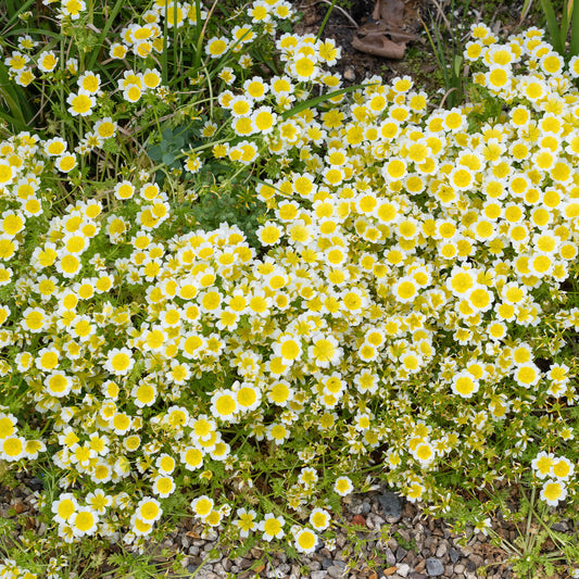 Douglas-Sumpfblume - Bakker