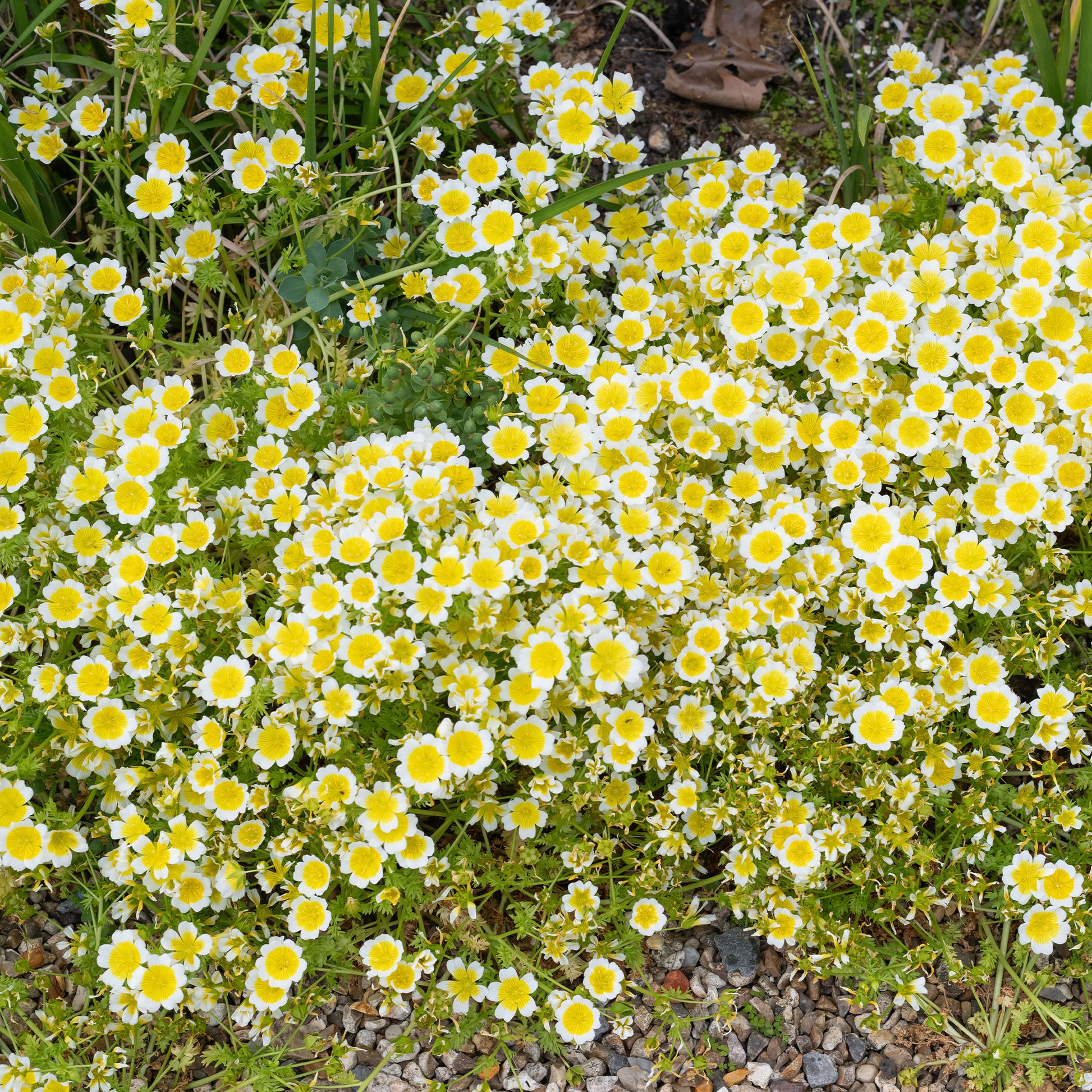 Douglas-Sumpfblume - Bakker