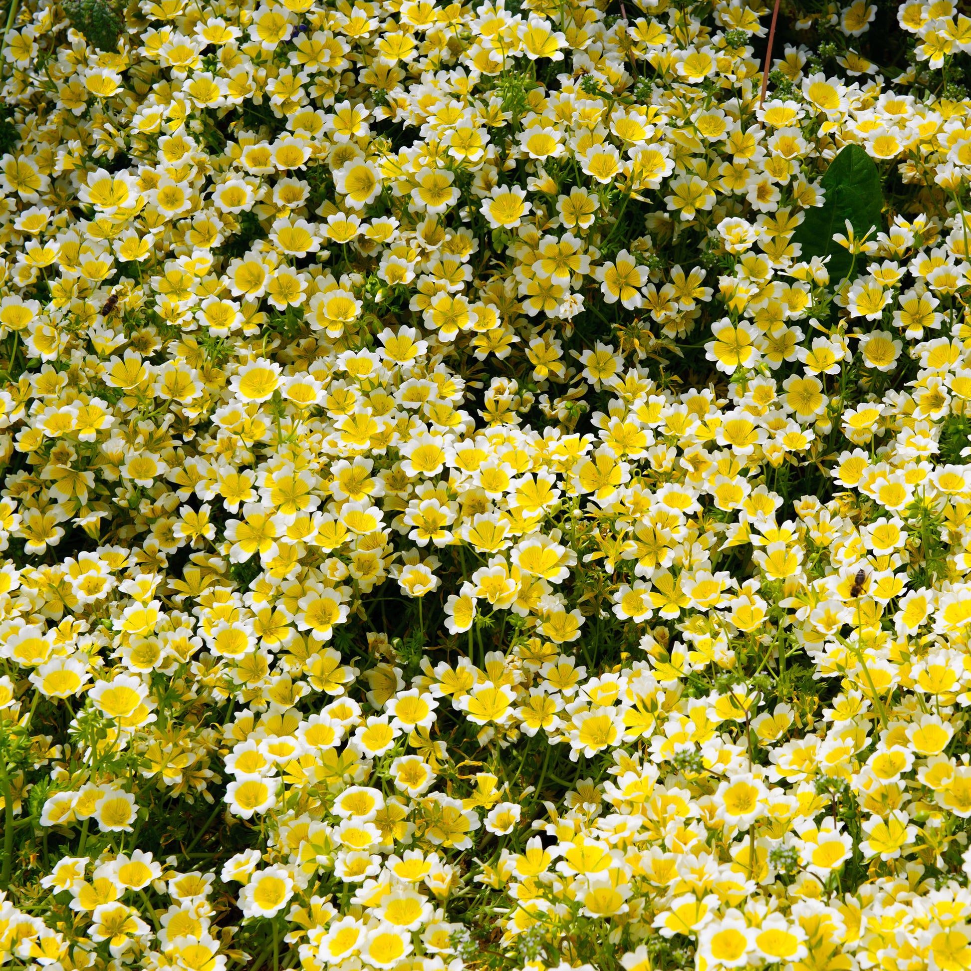 Limnanthes douglasii - Douglas-Sumpfblume - Terrasse und Balkon