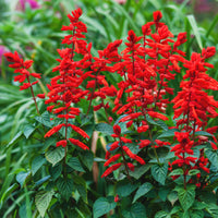 Pracht-Salbei ‘Feu de St. Jean’ - Salvia splendens - Bakker