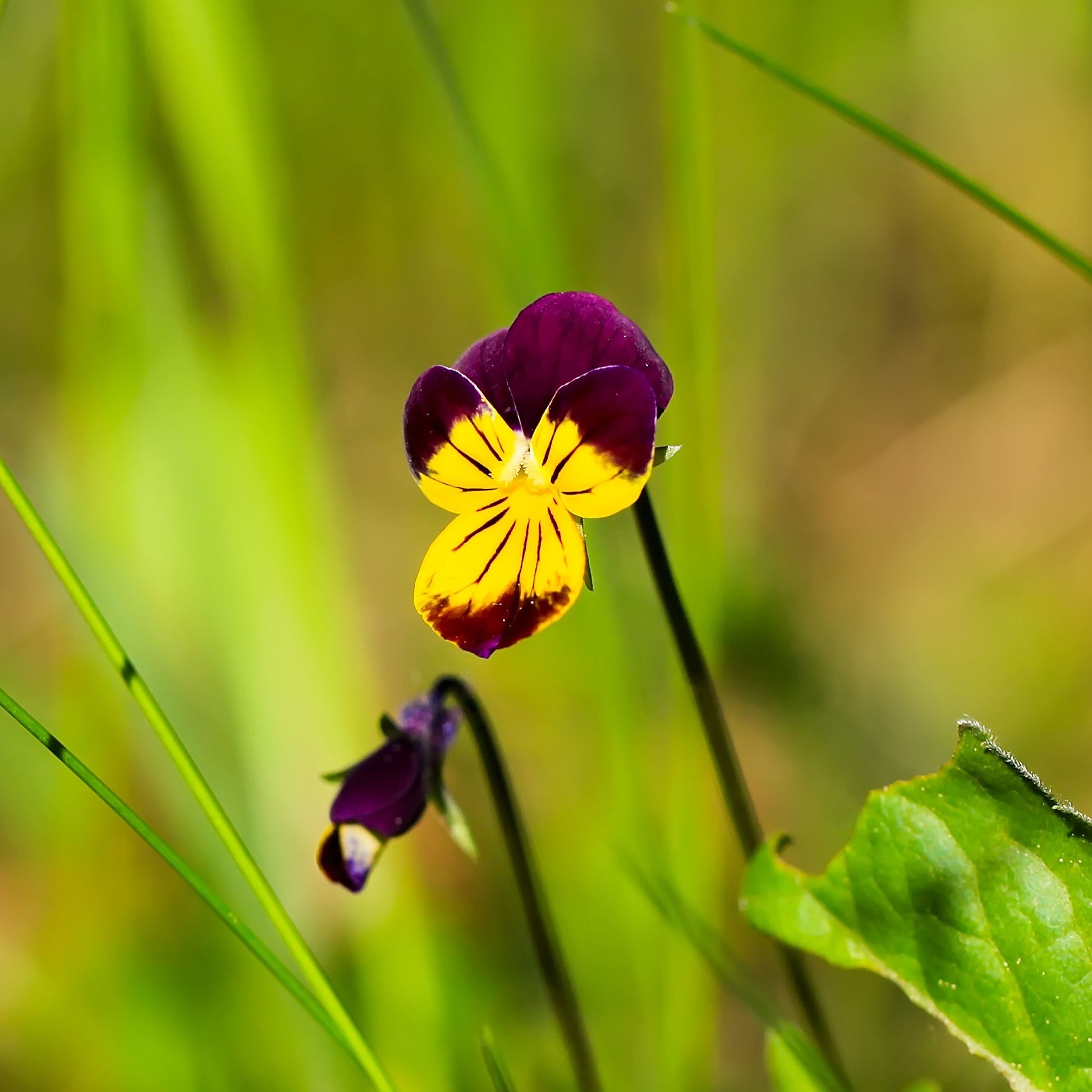 Viola cornuta helen mount - Hornveilchen Helen Mount - Terrasse und Balkon