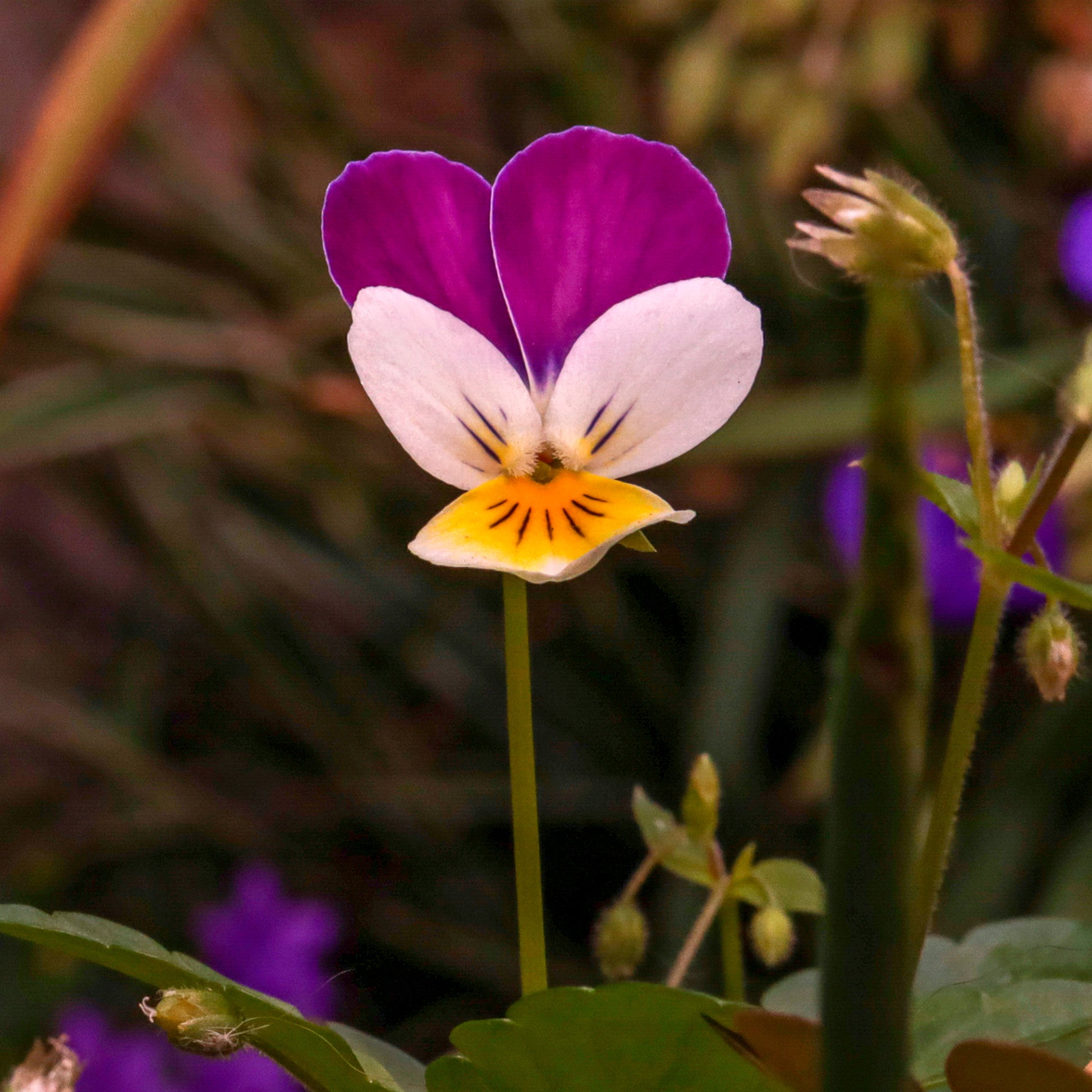 Terrasse und Balkon - Hornveilchen Helen Mount - Viola cornuta helen mount