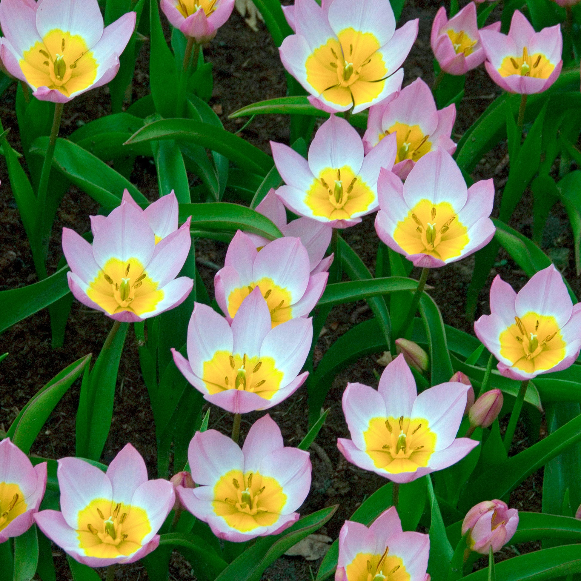 Verkauf Wildtulpen bakeri Lilac Wonder (x10)