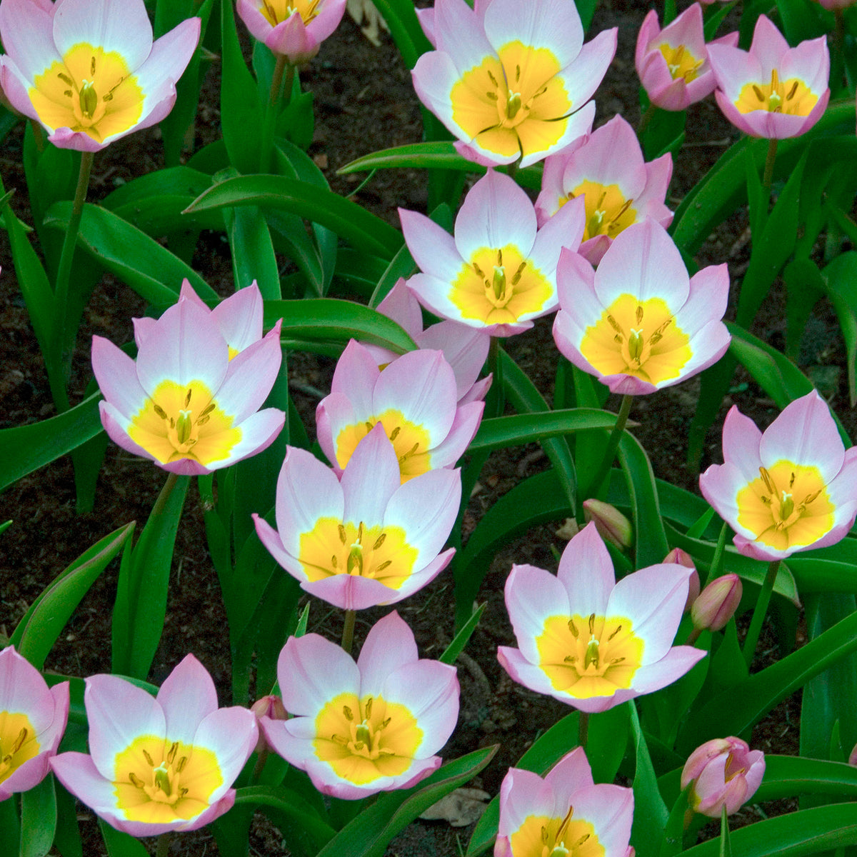 Verkauf Wildtulpen bakeri Lilac Wonder (x10)
