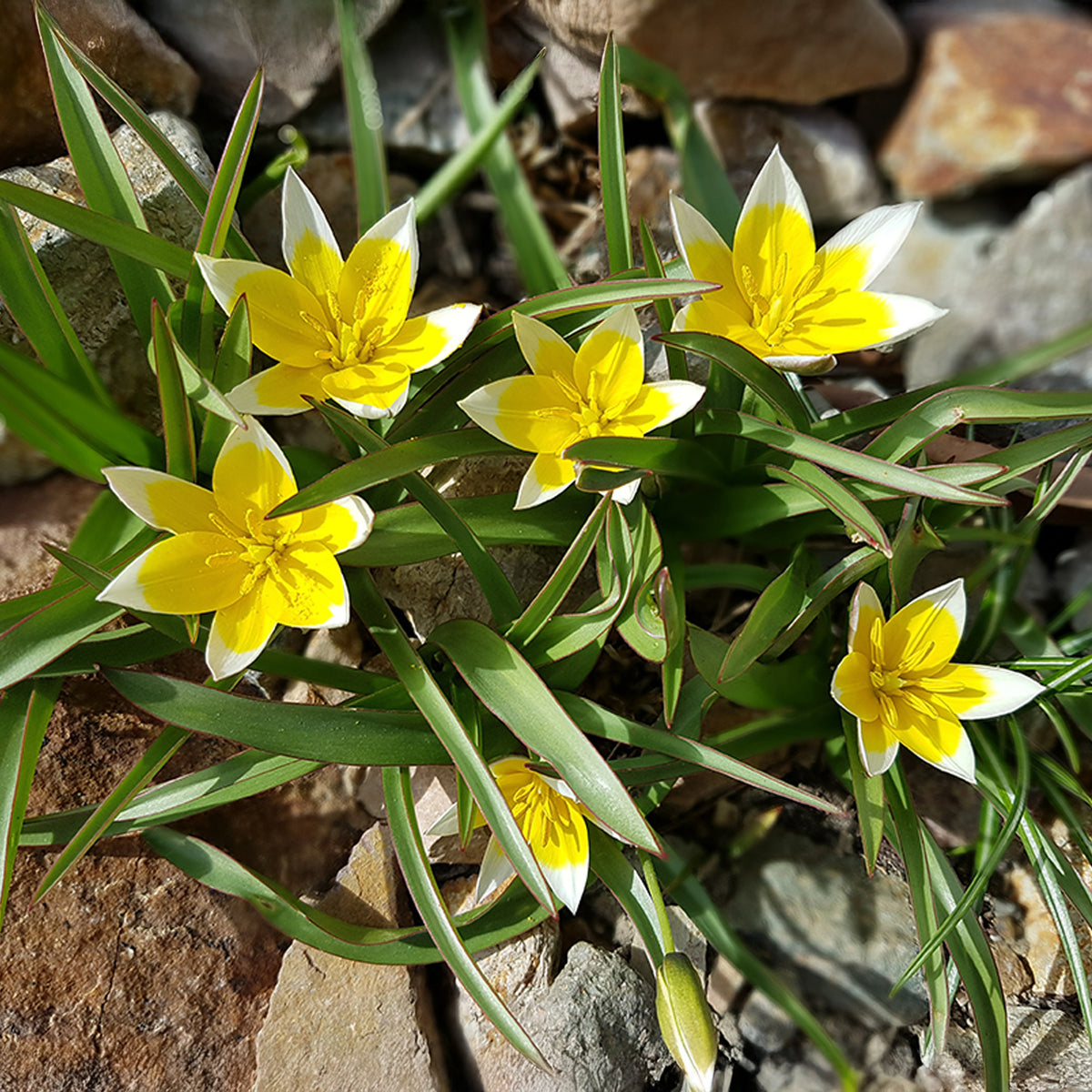 Tulpen-Zwiebeln - Wildtulpen Tarda (x10) - Tulipa tarda