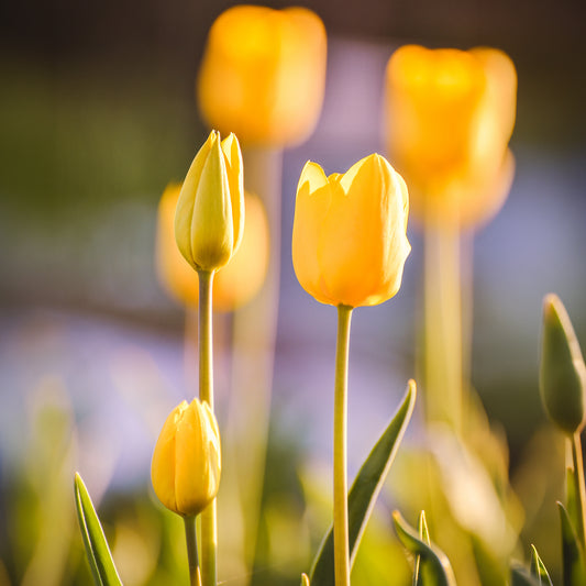 Langstielige Tulpe gelb (x5) - Bakker