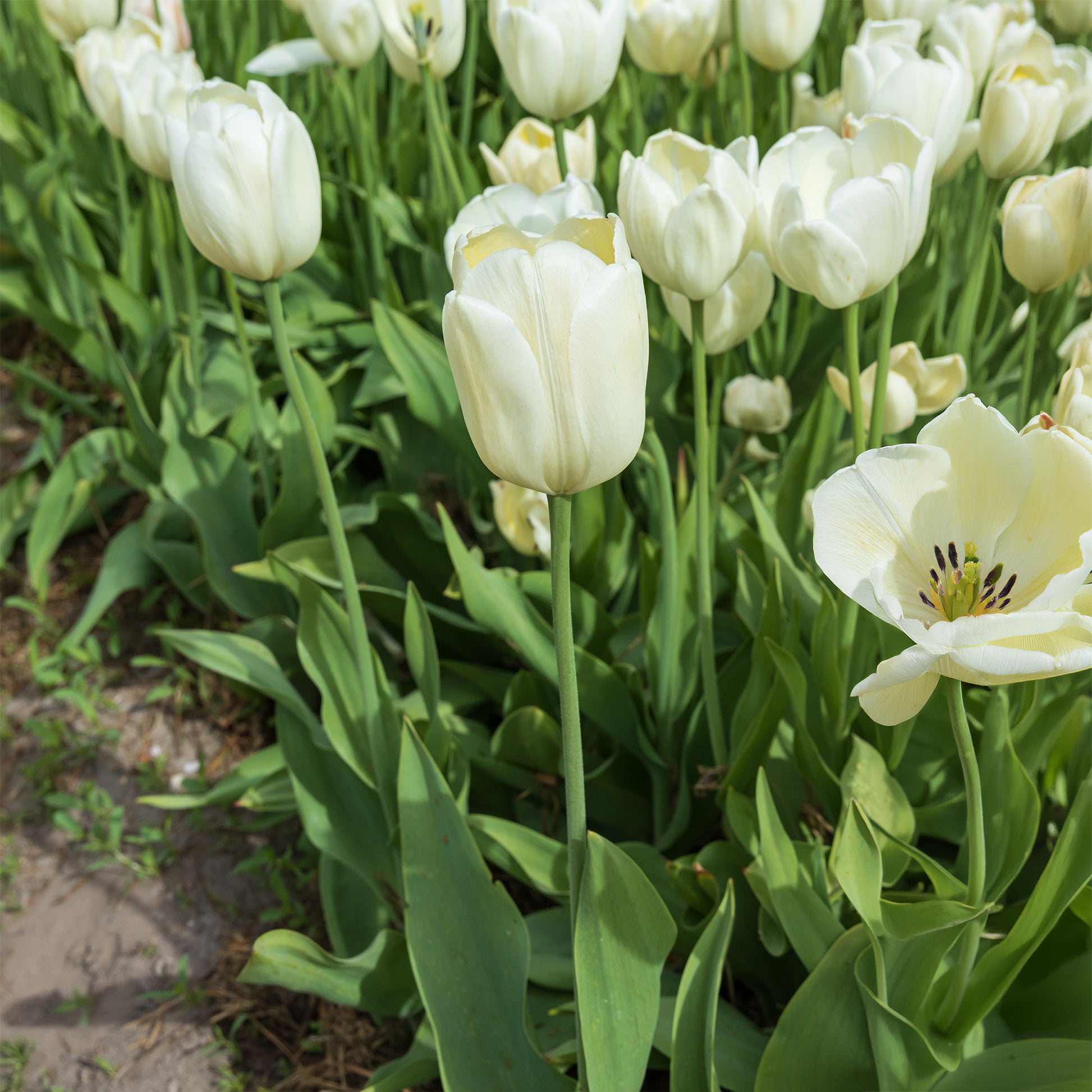 Langstielige Tulpe weiß (x5) - Bakker