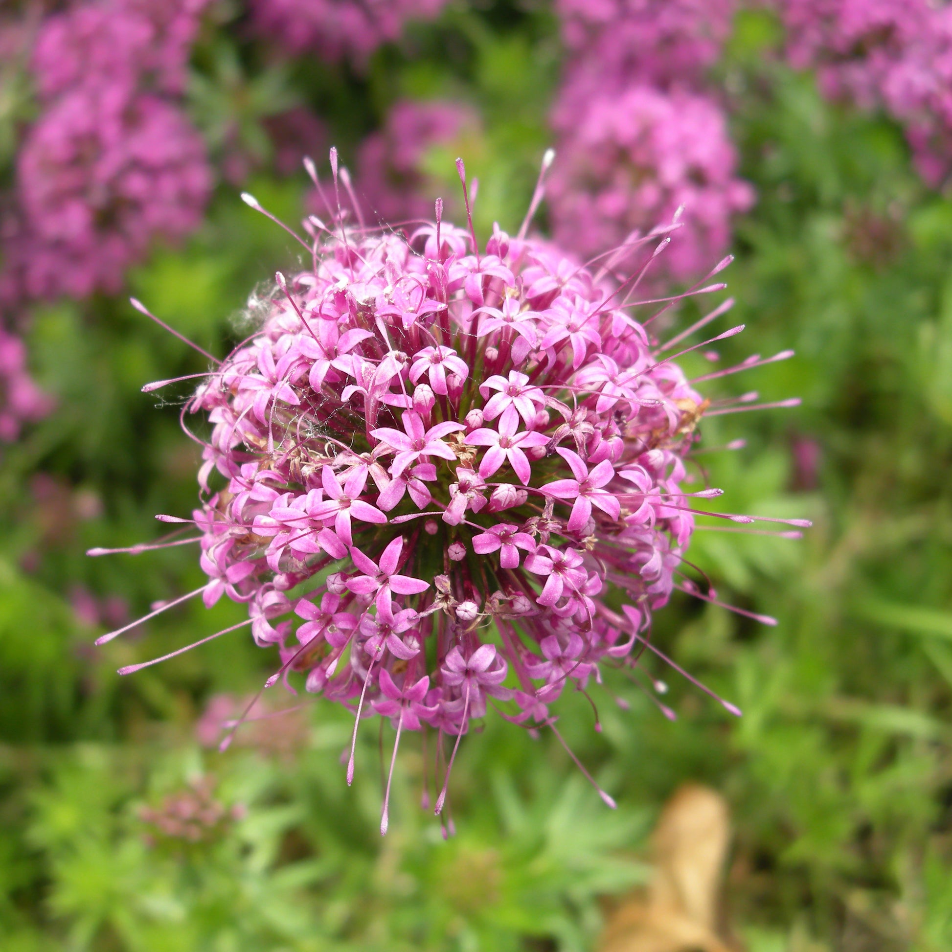 Scheinwaldmeister - Phuopsis stylosa - Bakker