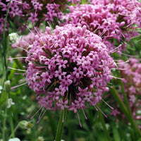 Phuopsis stylosa - Scheinwaldmeister - Stauden