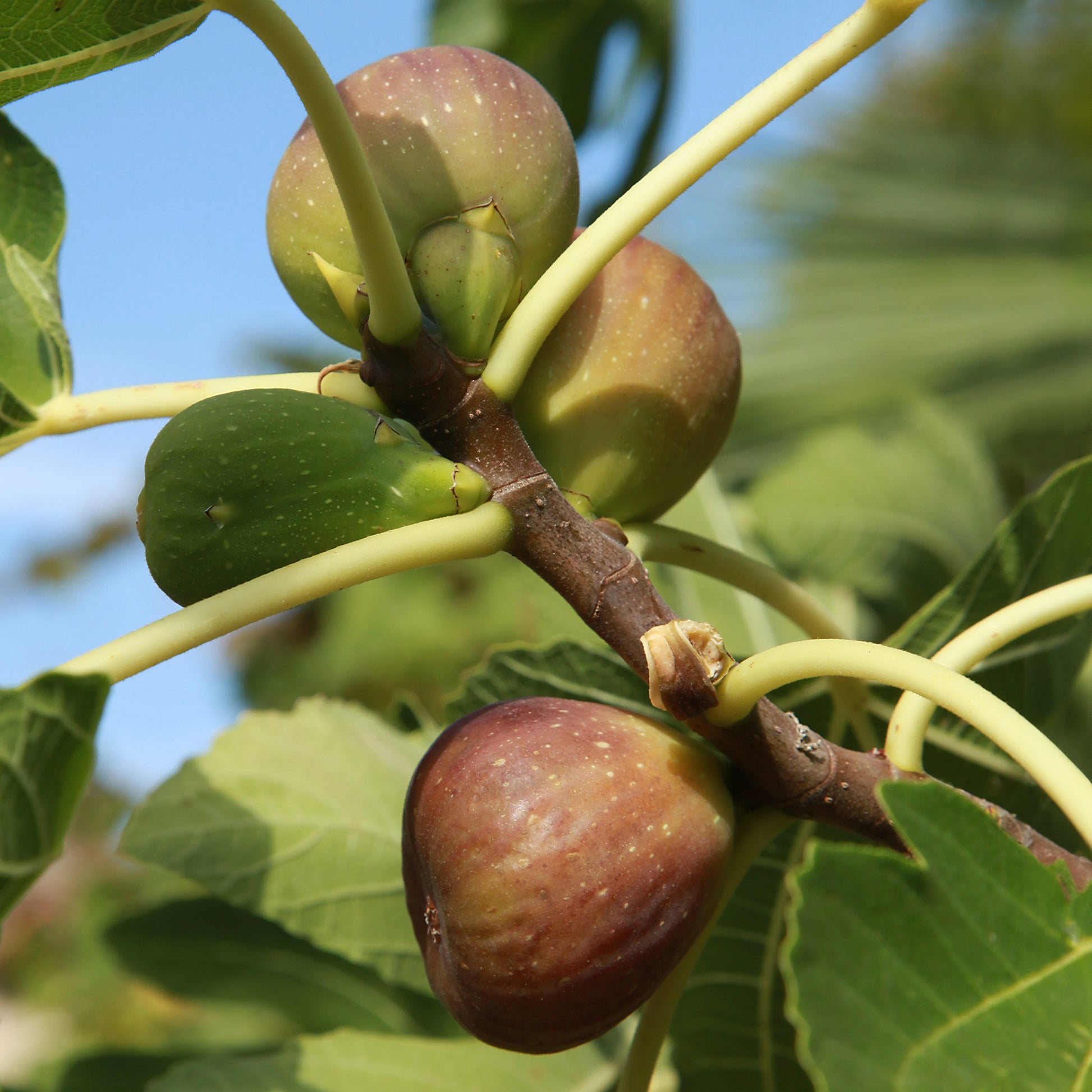 Feigenbäume - Feigenbaum auf Stamm - Ficus carica Brown Turkey