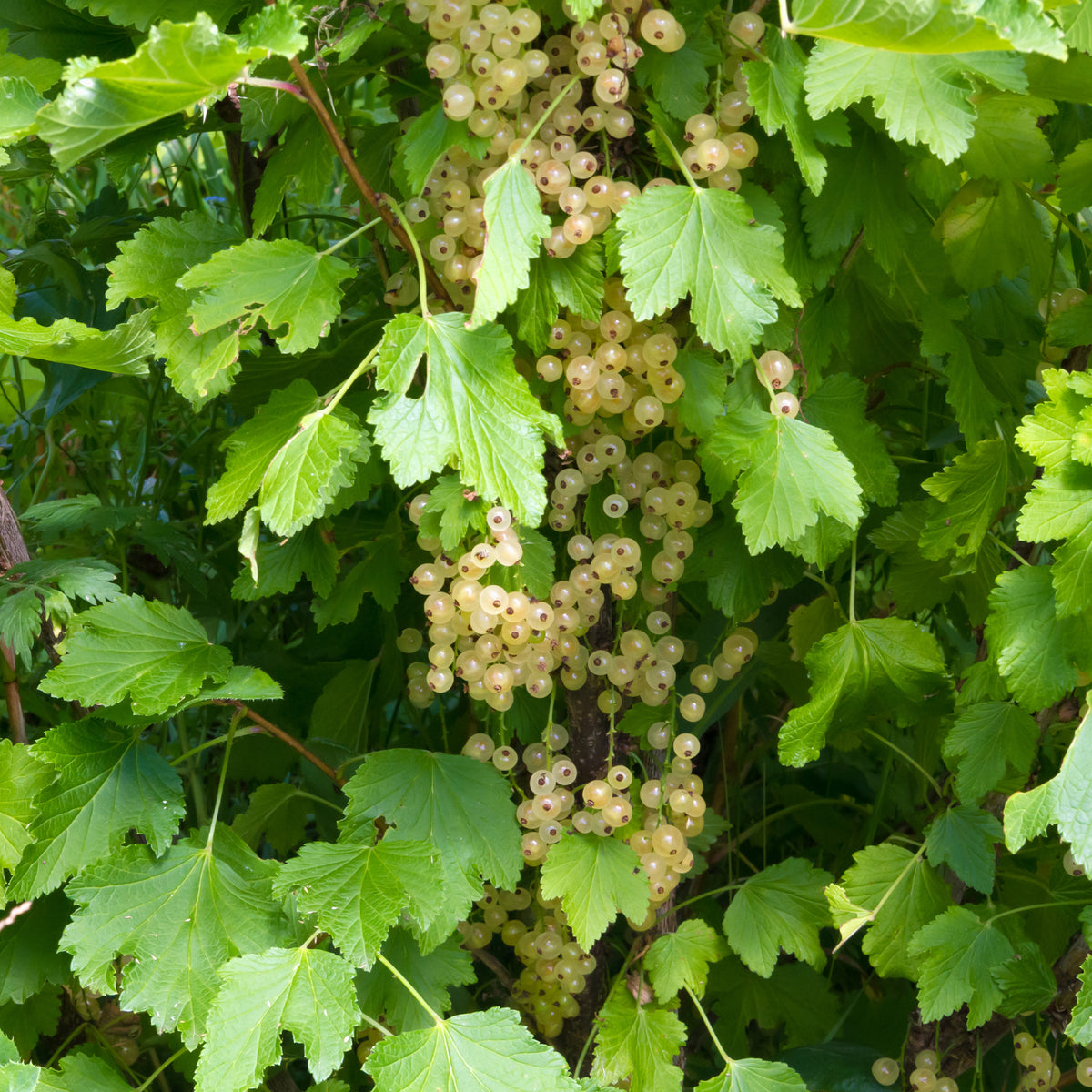 Weiße Johannisbeere White Pearl - Bakker