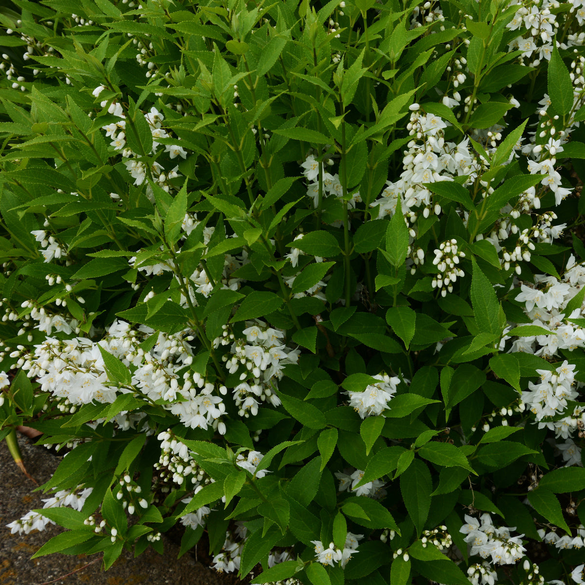 Sternchenstrauch - Deutzia pulchra - Bakker