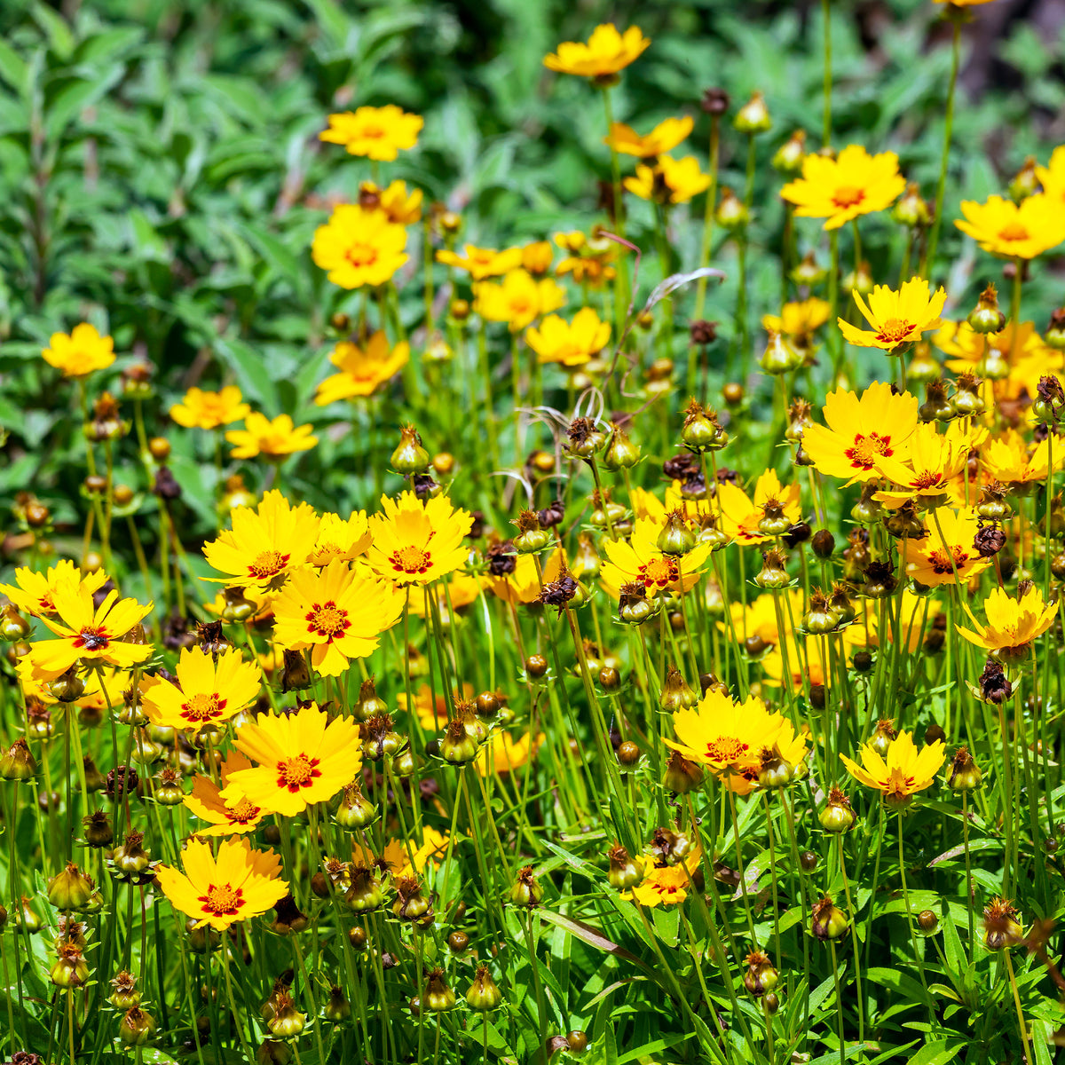 Mädchenauge - Coreopsis lanceolata Sterntaler - Bakker