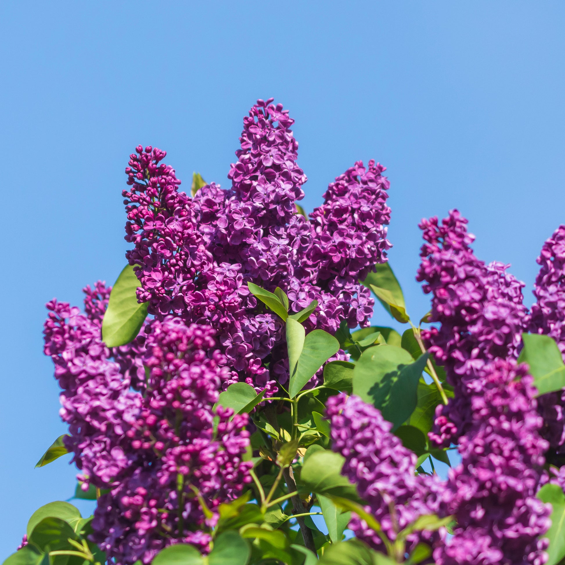 Flieder - Flieder ‘Charles Joly’ - Syringa vulgaris Charles Joly
