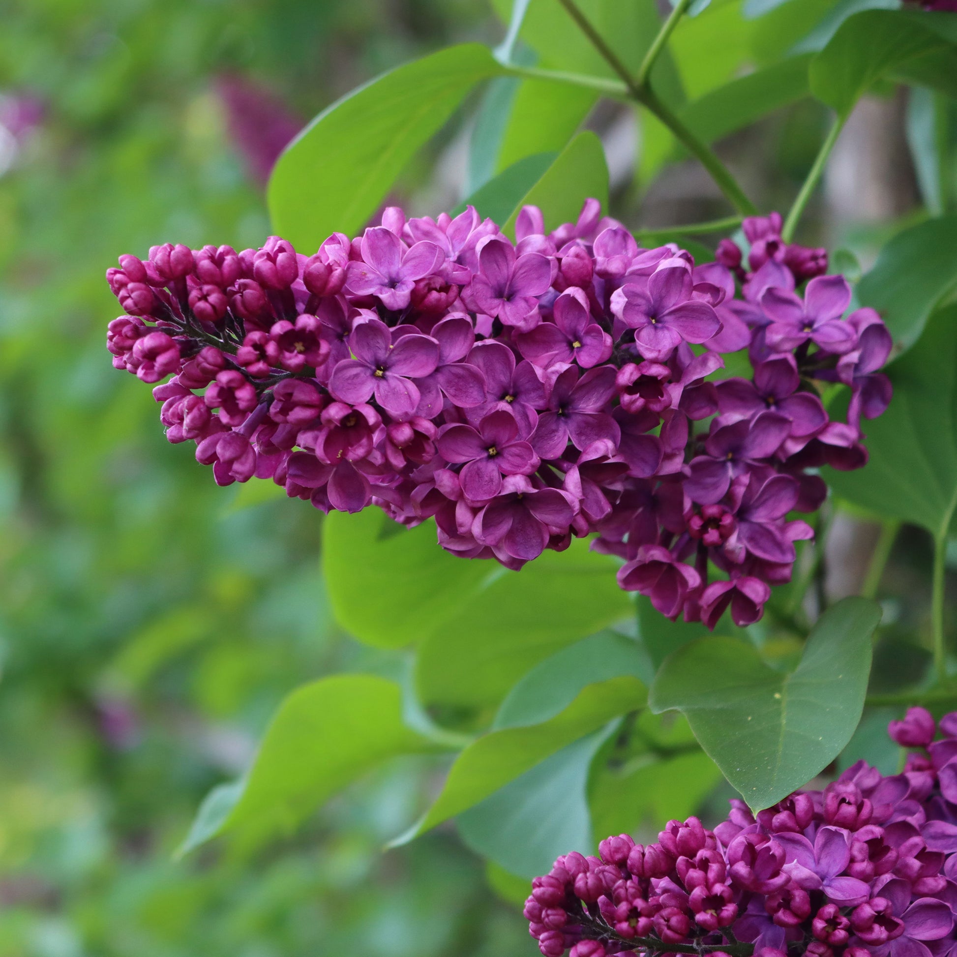 Syringa vulgaris Charles Joly - Flieder ‘Charles Joly’ - Flieder