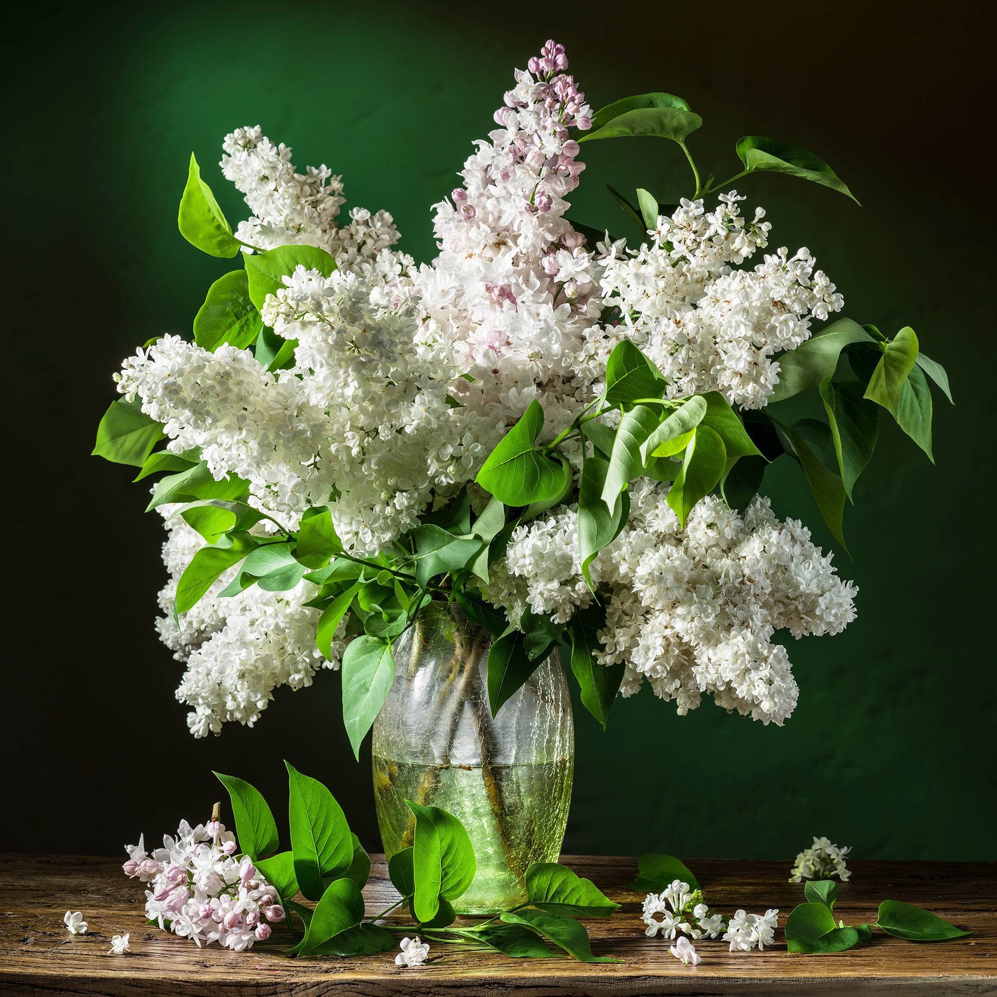 Syringa vulgaris Madame Lemoine - Doppelter weißer Flieder - Flieder